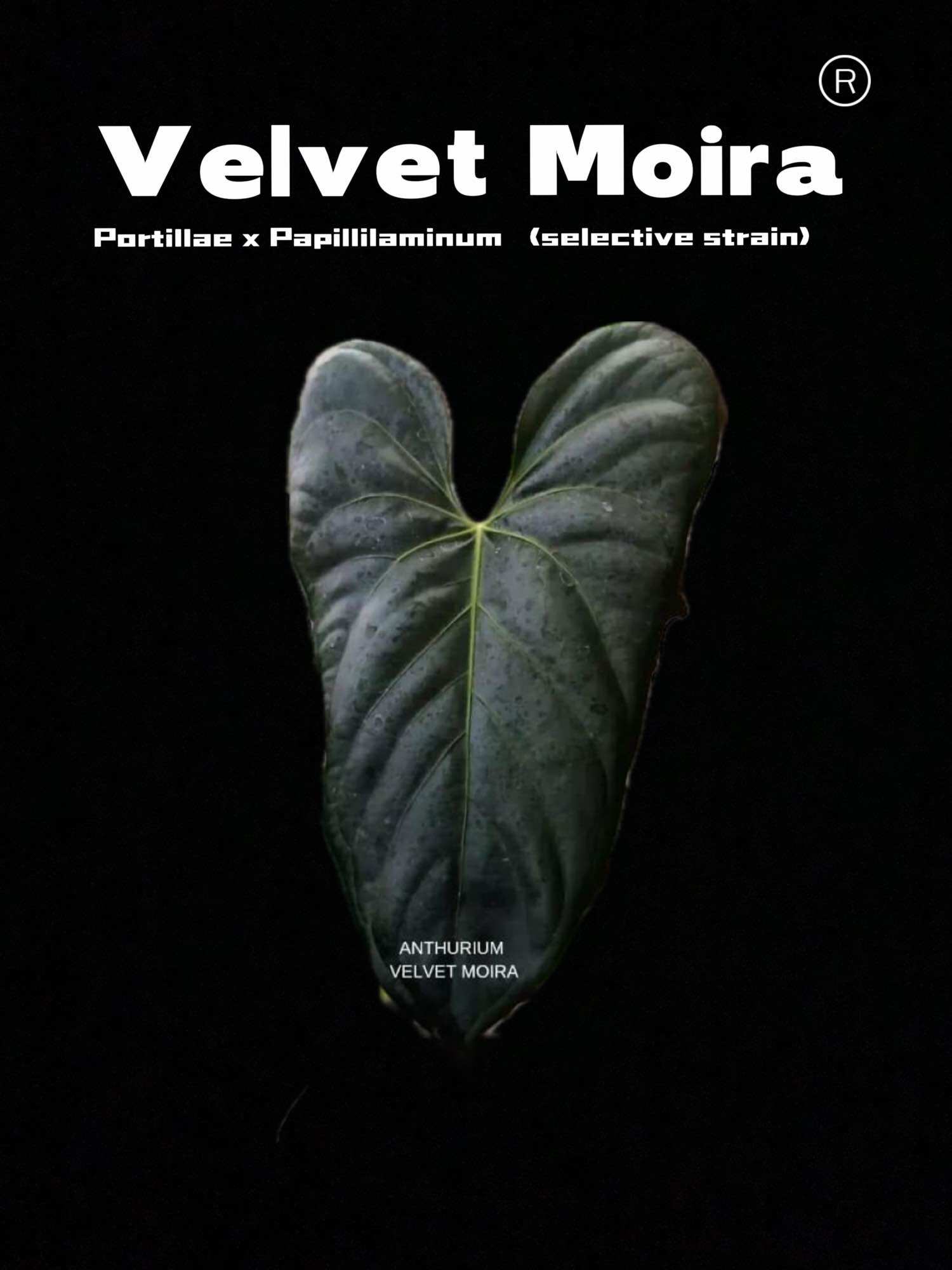 Anthurium Velvet Moira | Lazada