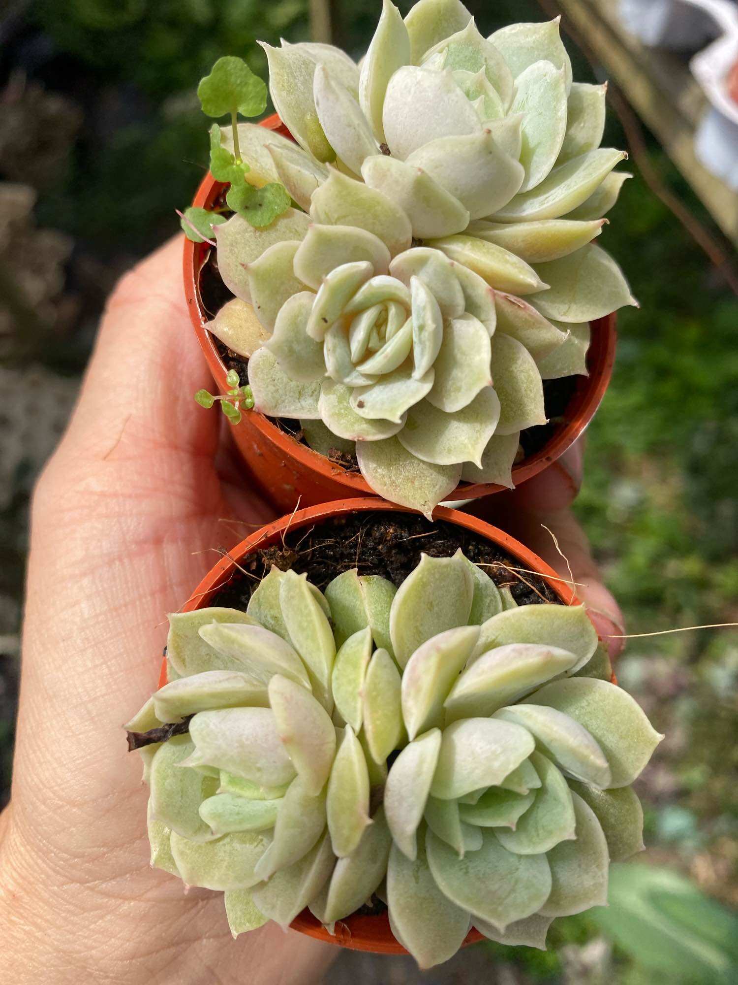 Echeveria Claudia Rose Succulent 克罗地亚玫瑰諁多肉植物Succulent