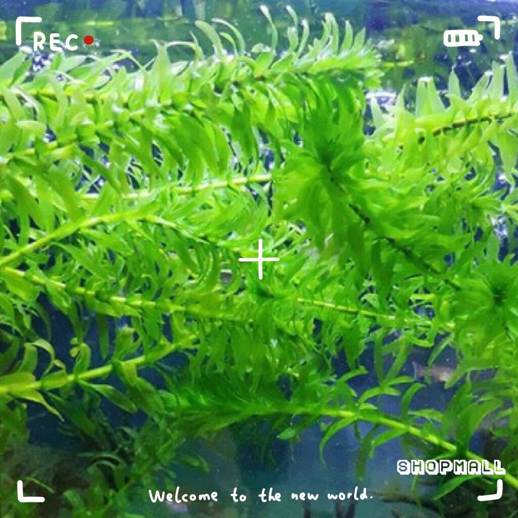 Aquarium water plant Aquatic Live Plant Elodea Anacharis Egeria Densa ...