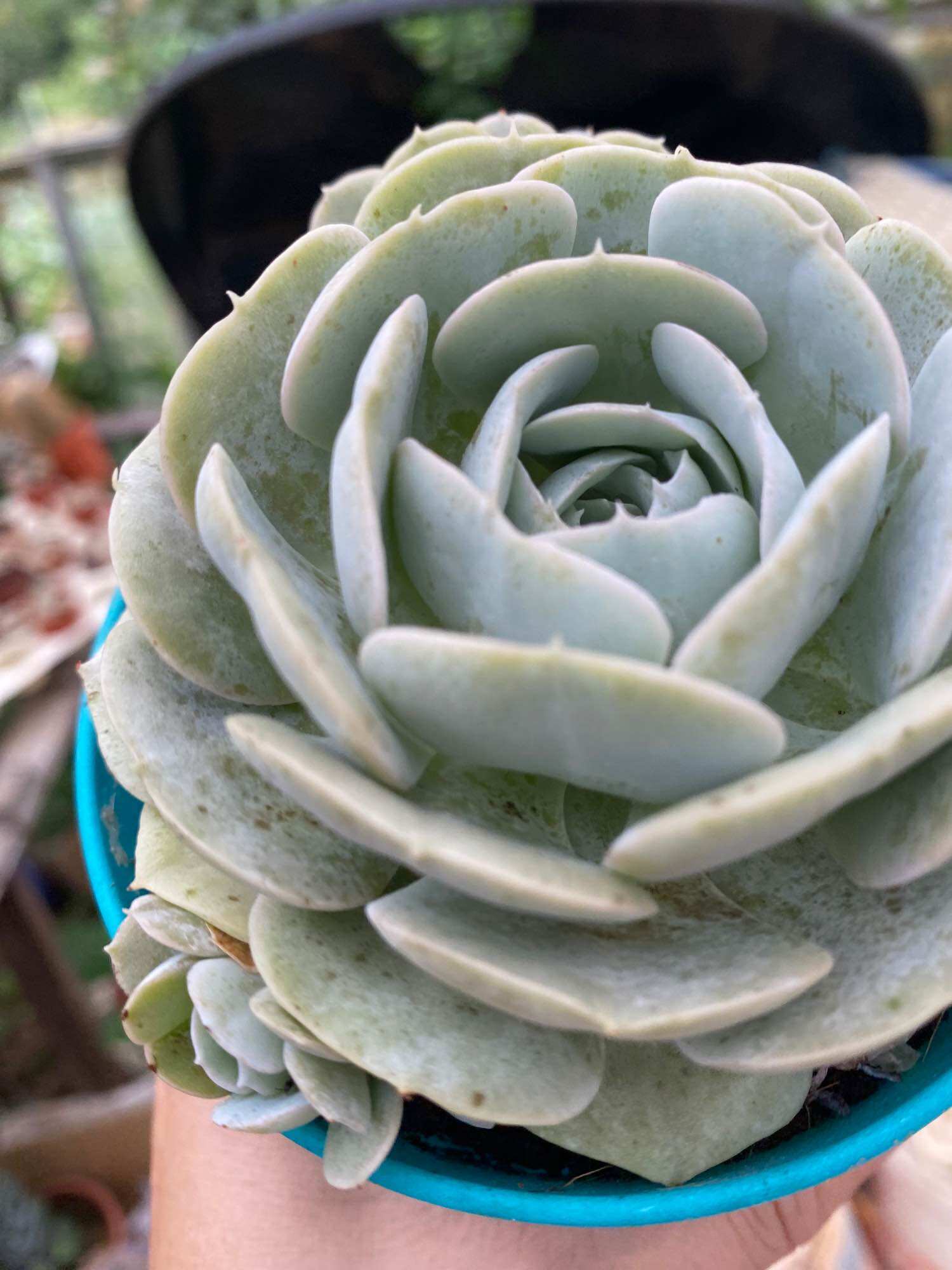 Echeveria 'Claudia' Rose Succulent 克罗地亚玫瑰多肉植物| Lazada