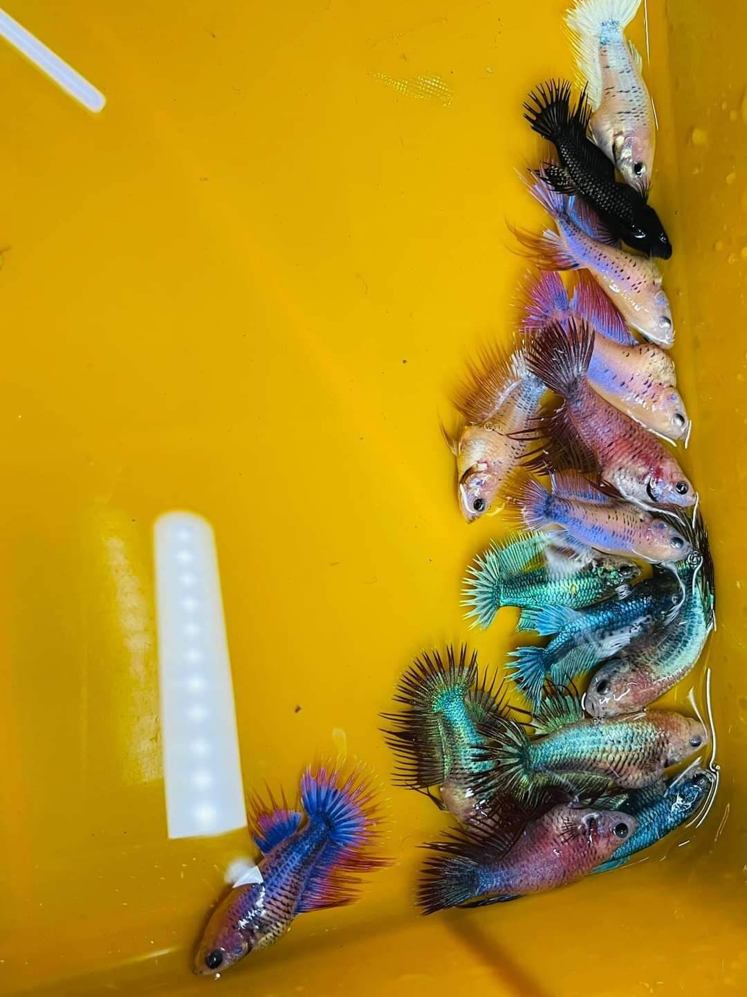 Betta Female  Crowntail Ready breed