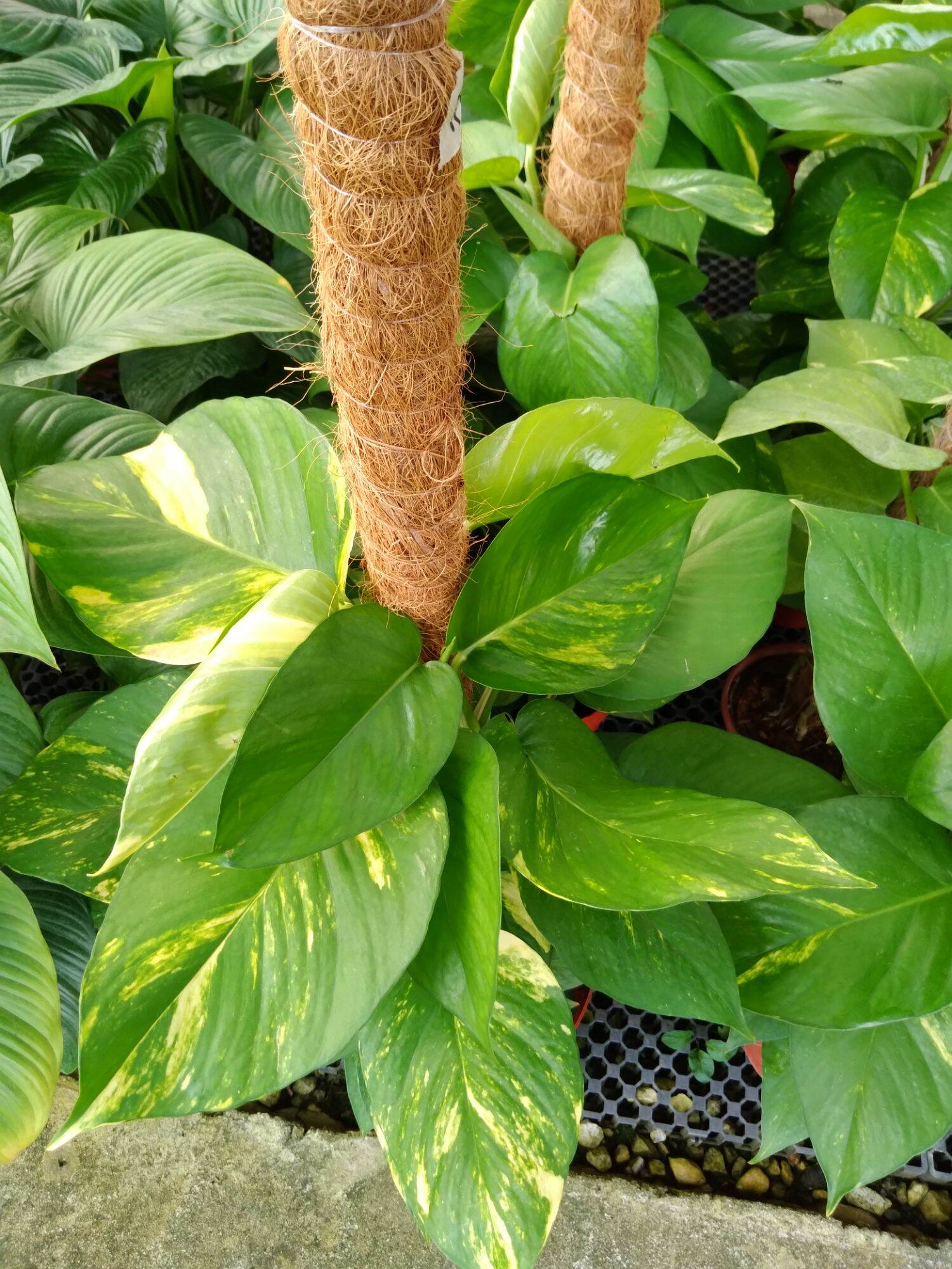 giant-pothos-real-plant-big-leaf-pothos-giant-money-plant-giant