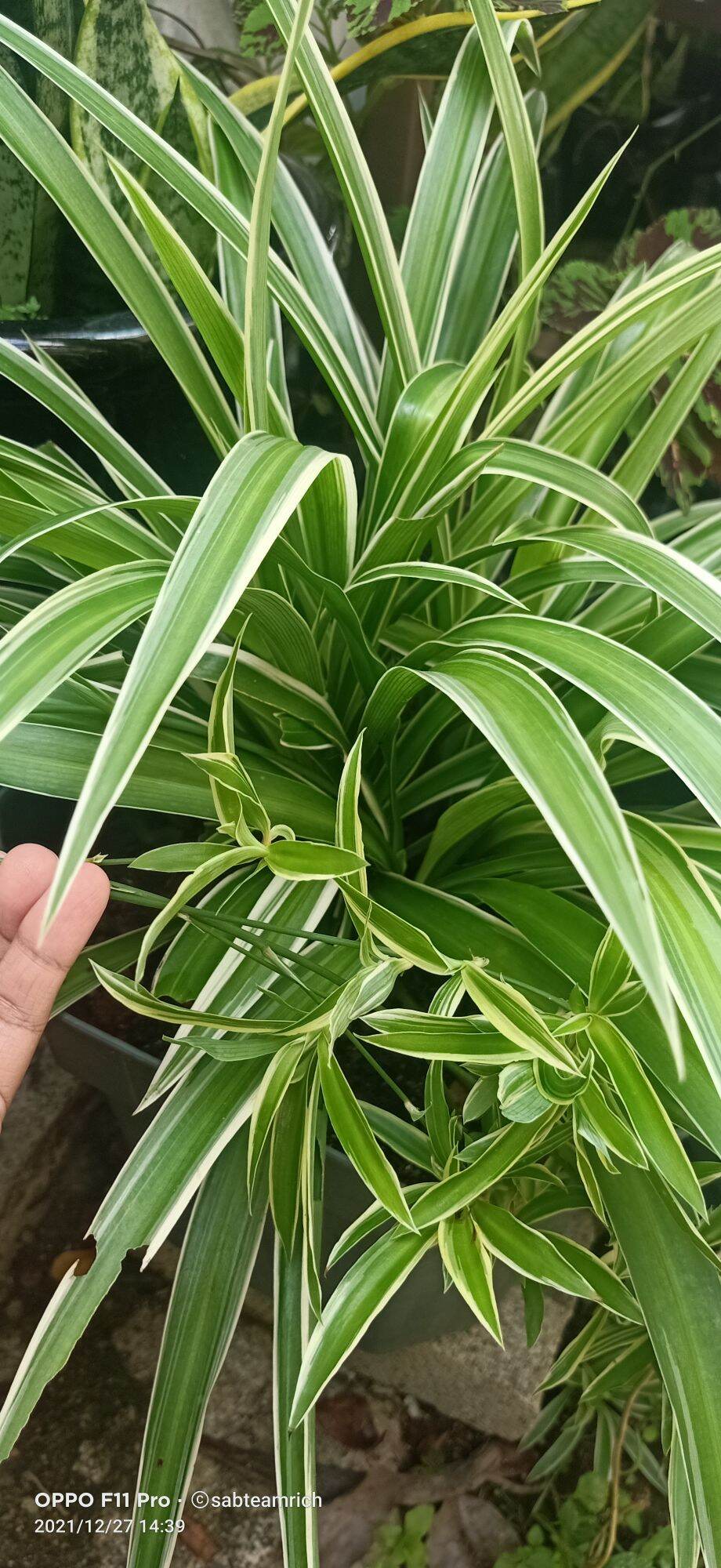 POKOK HIASAN HIDUP / POKOK LIDAH BUAYA / ALOEVERA PLANT | Lazada