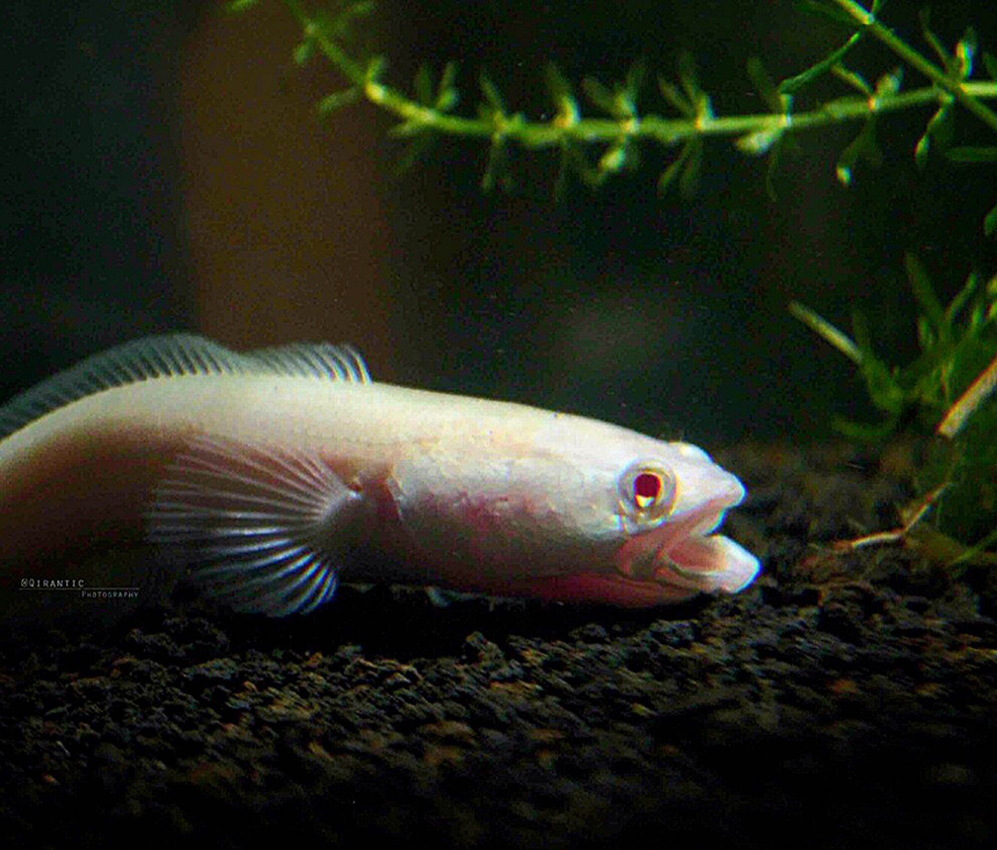 albino channa striata. | Lazada