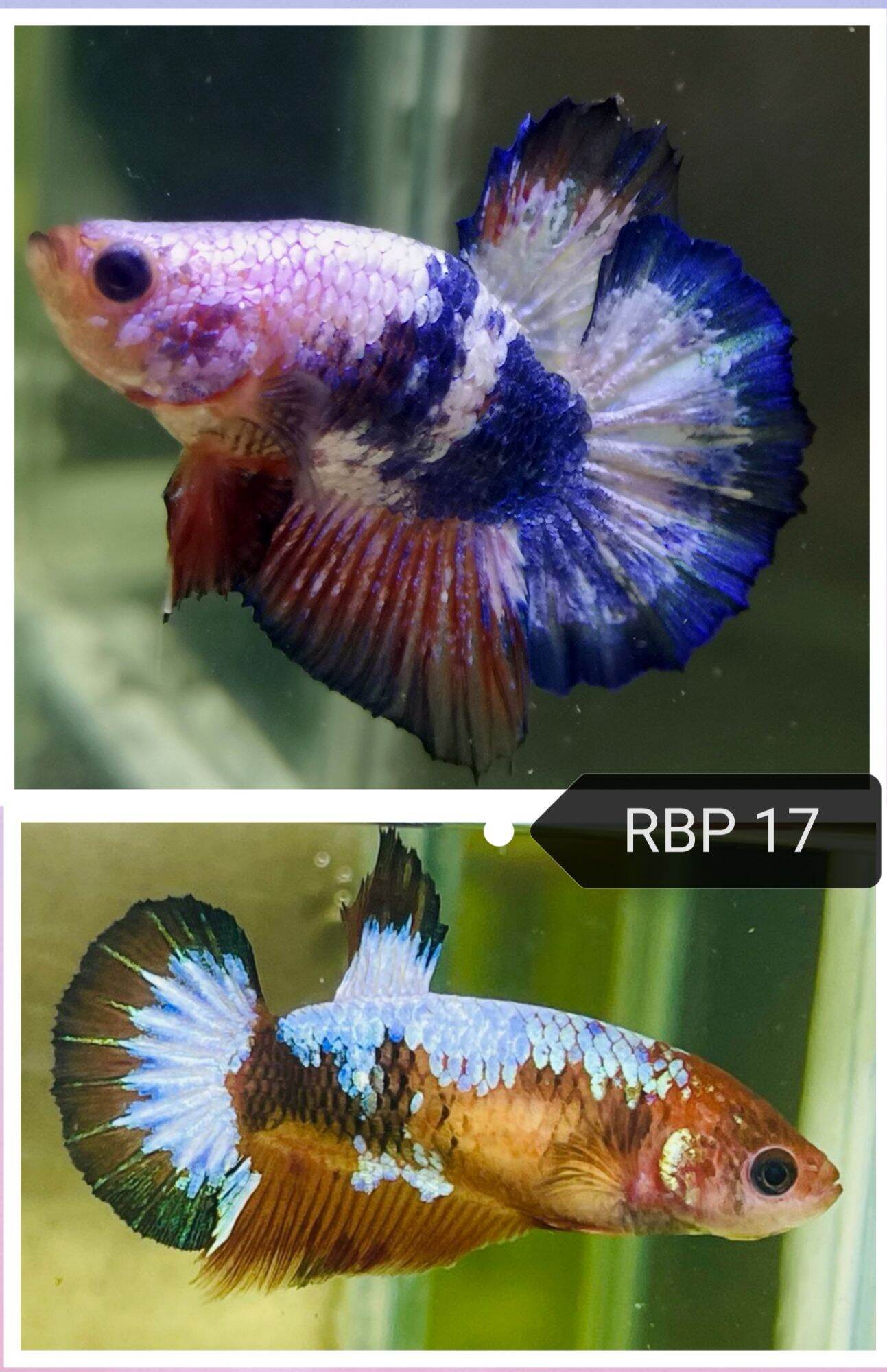 Lazada betta clearance fish