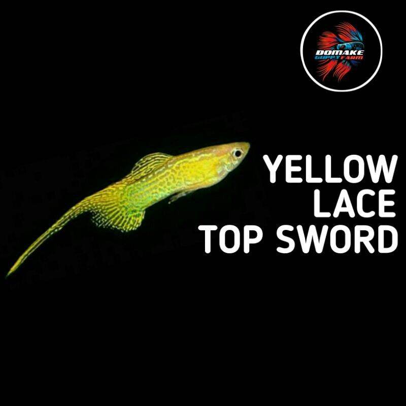 guppy yellow lace top sword