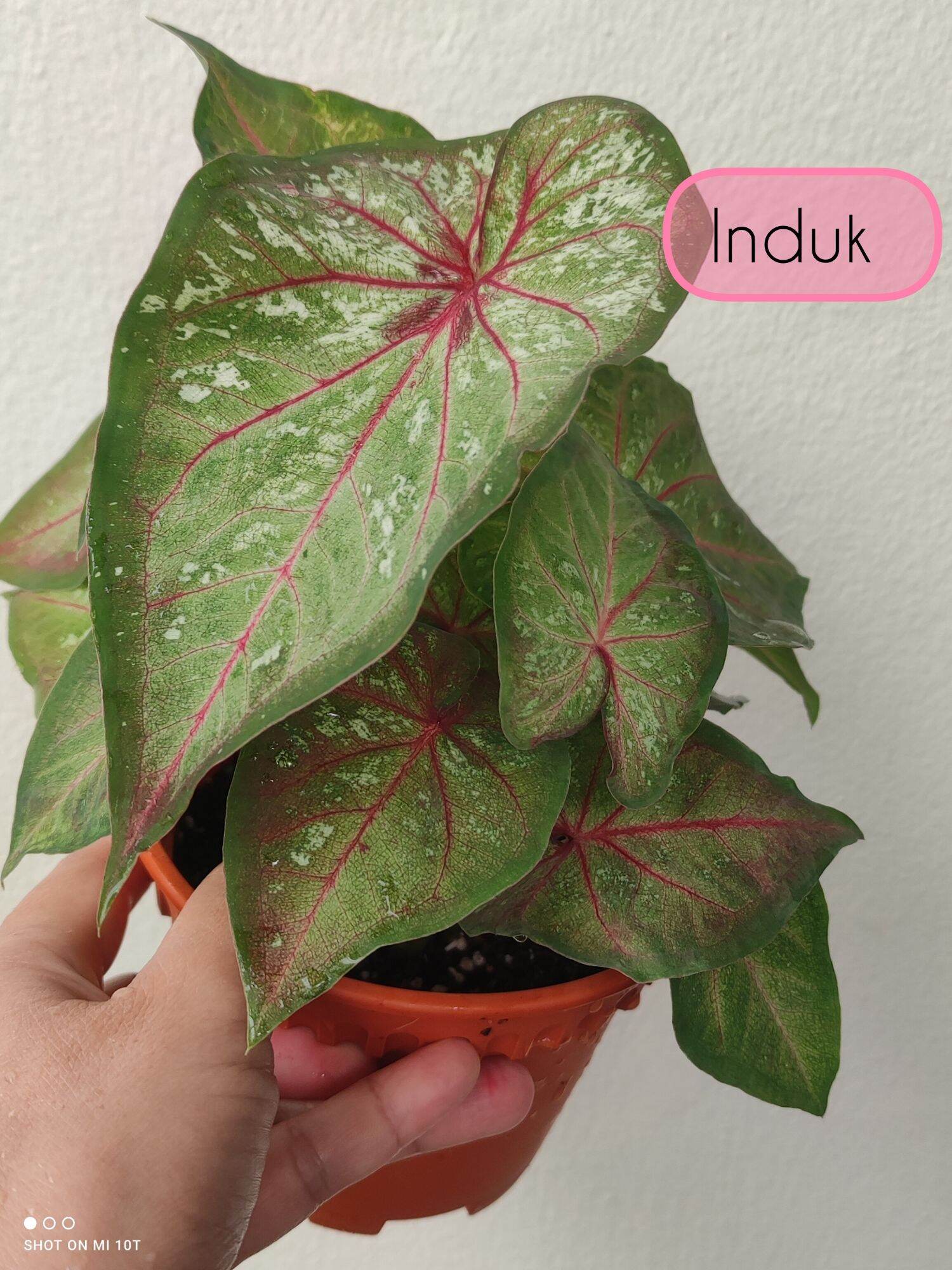 [ Dunia Tumbuhan ] Caladium USA Keladi Seafoam Mesmerized Apple Blossom ...