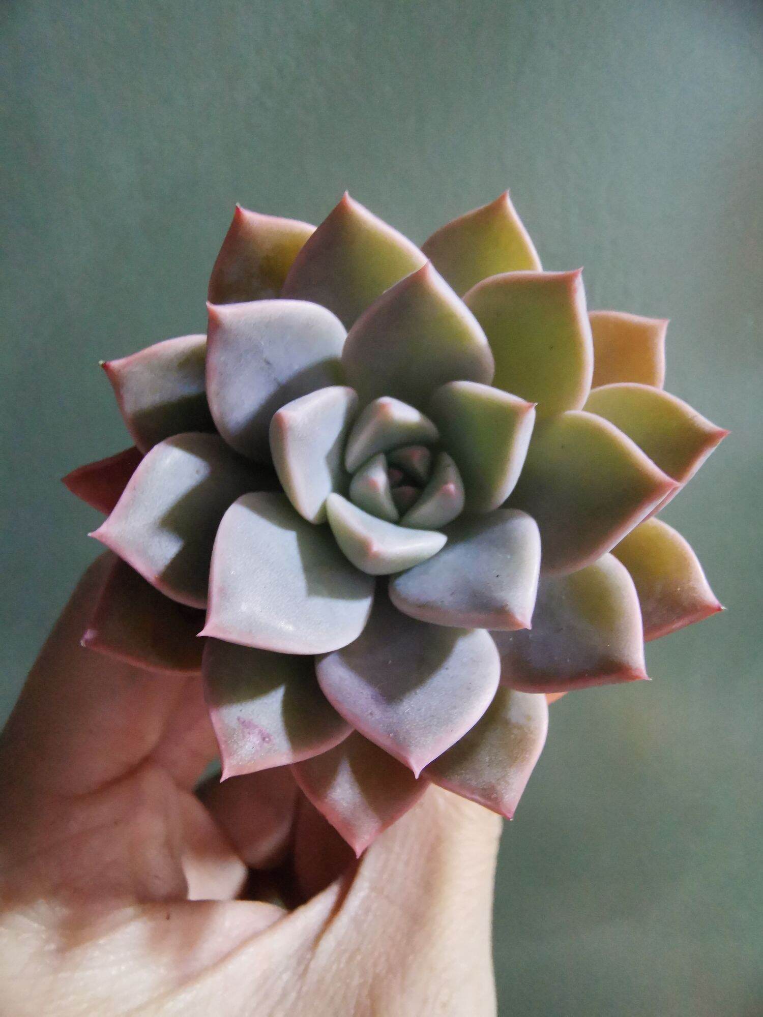 Echeveria Claudia Rose Succulent 克罗地亚玫瑰諁多肉植物Succulent