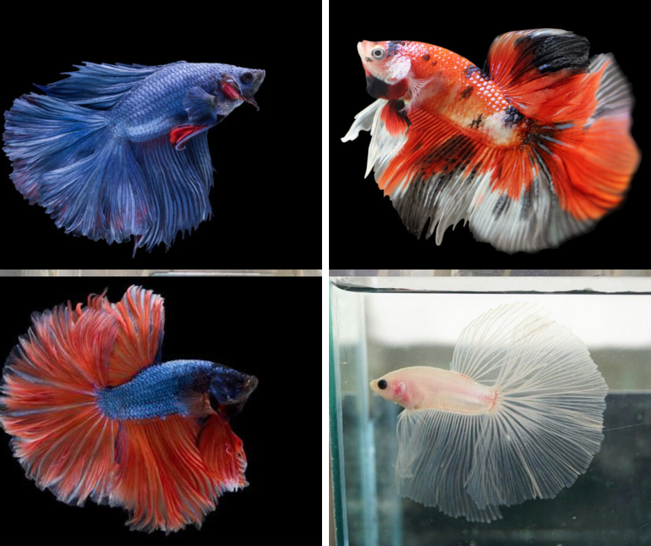 Lazada betta fish best sale