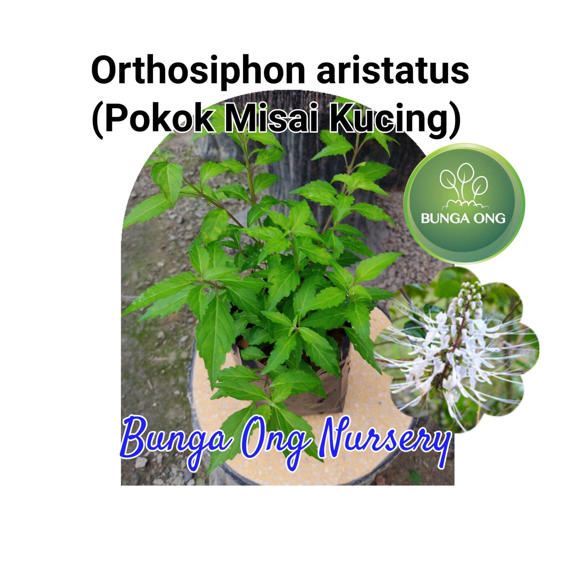 Pokok herba Misai Kucing /Orthosiphon aristatus herbs( Real Plant)