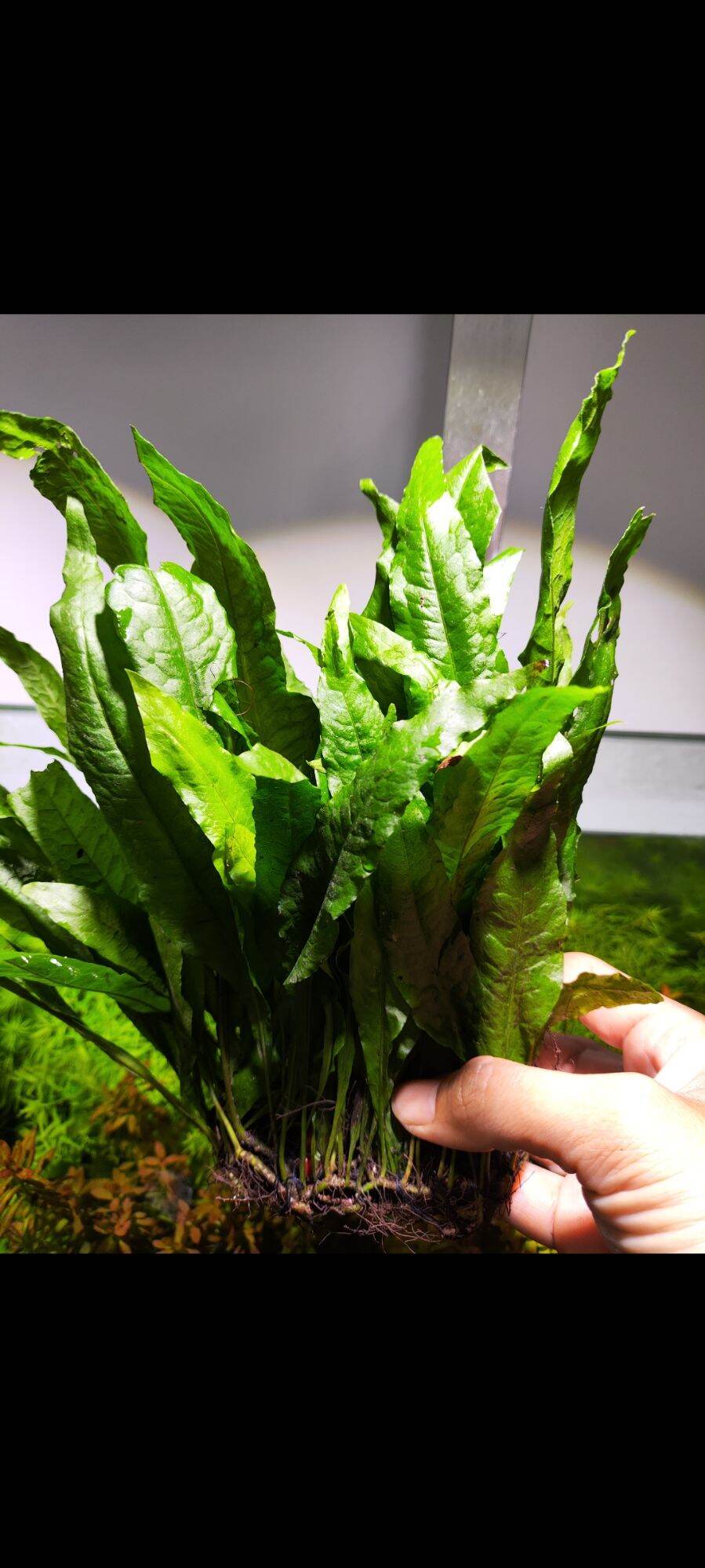 JAVA FERN ,Microsorum Pteropus 15-30leaf /aquatic plants /aquarium ...