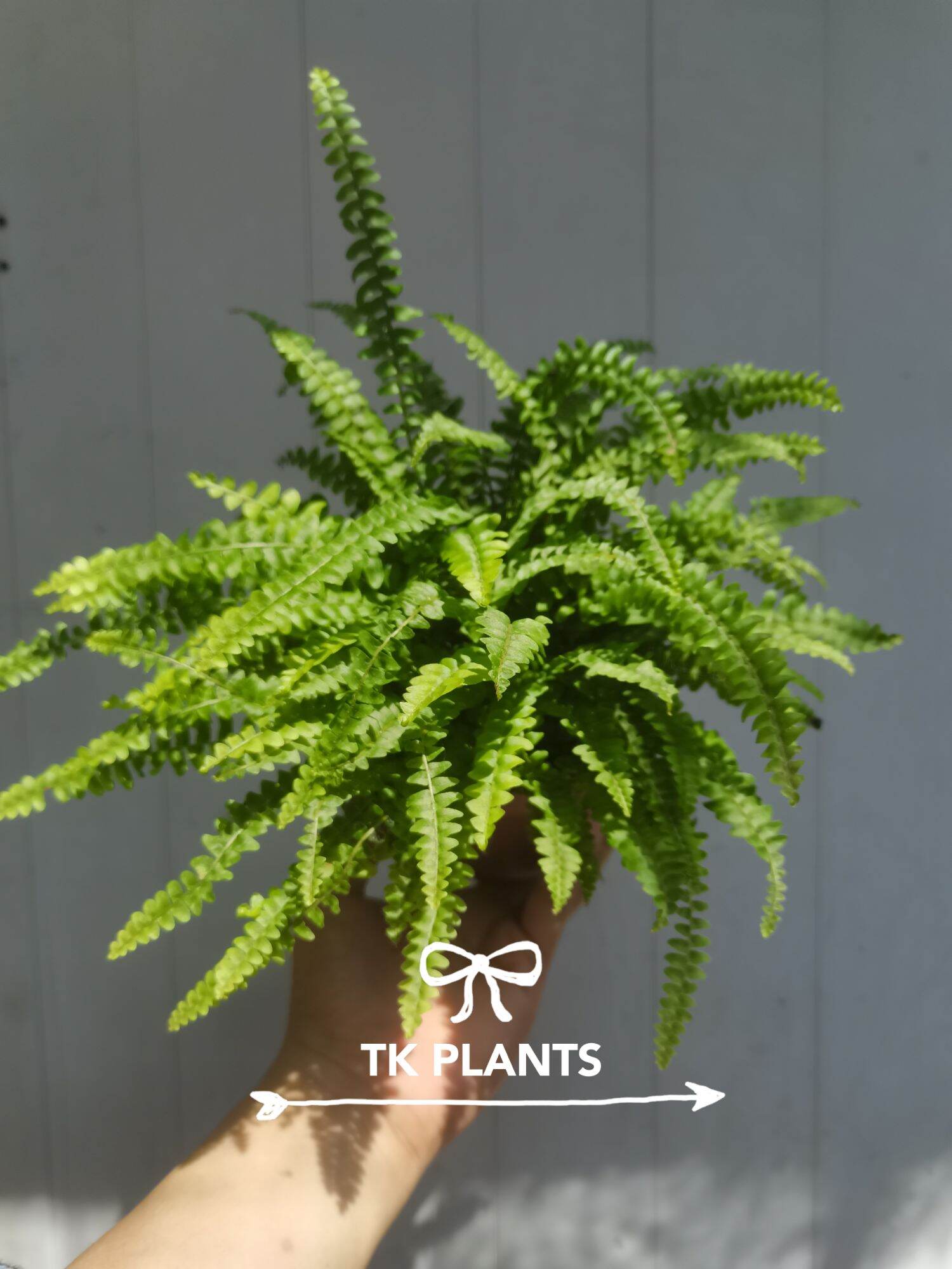 Ferns are beautiful plants with a lot of textures, shapes, and sizes. There are a lot of different ferns, each with their own characteristics. Luckily, most ferns are quite similar when it comes to taking care of them.. 