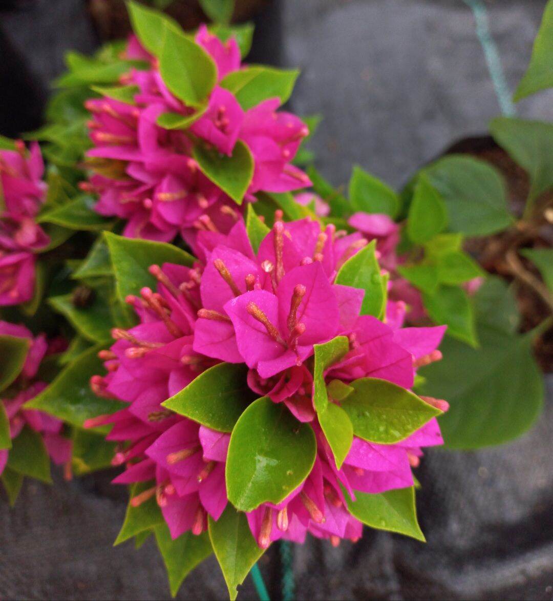 Pokok Bunga Kertas - Bougainvillea [Live Plant] | Lazada