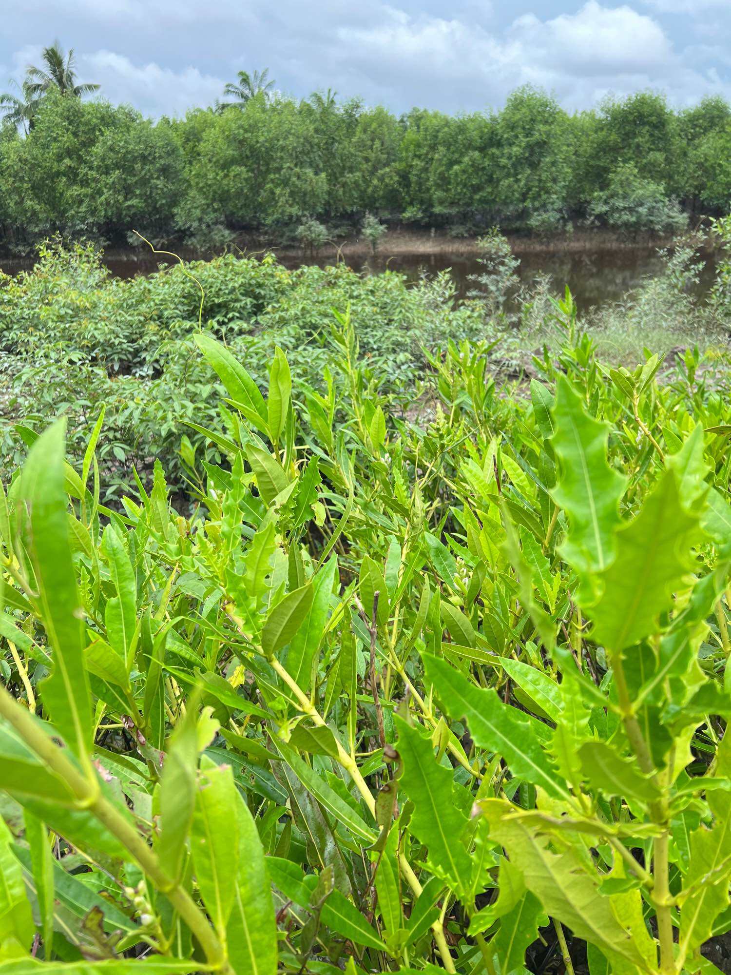 Buah Jeruju / Jemuju. 