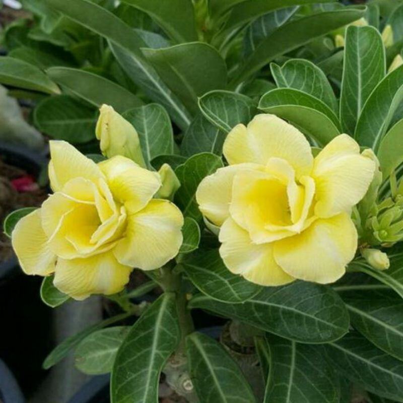 ADENIUM LIVE PLANT POKOK HIDUP KUNING(POS DGN PASU) | Lazada