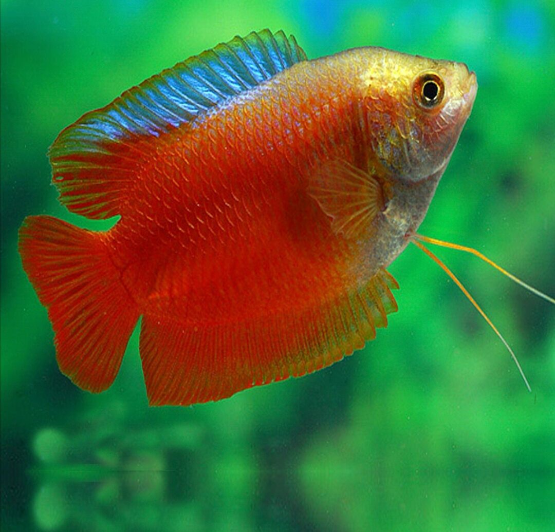 blood red gourami