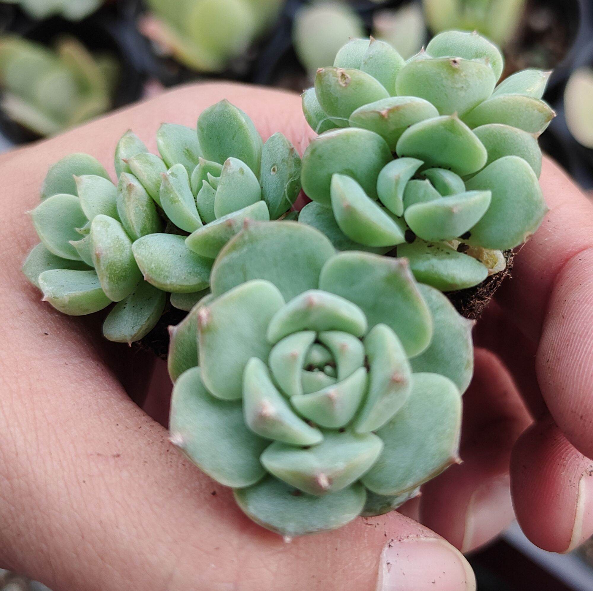 万宝龙（红东云） Echeveria 'Mont Blanc' - 多肉植物Succulent Plants