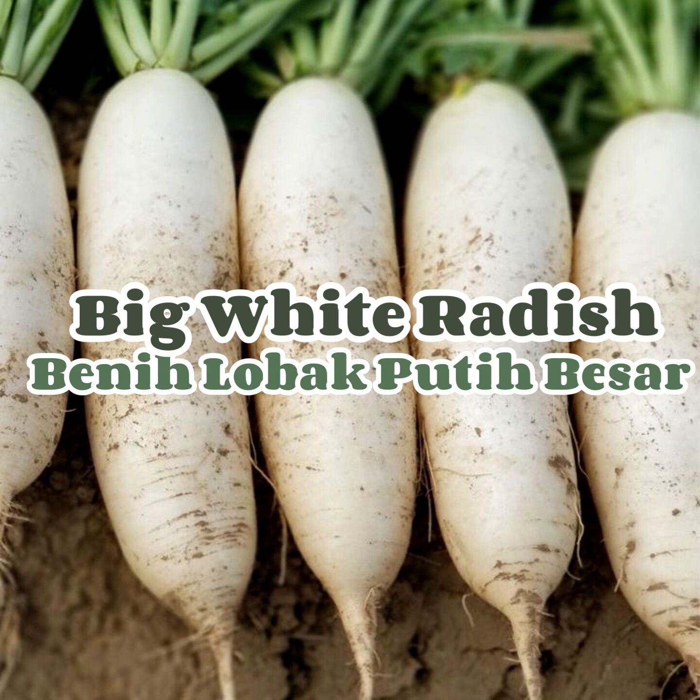 Benih Lobak Putih Korea White Radish Seeds [25 Seeds] 白萝卜种子 Gardening