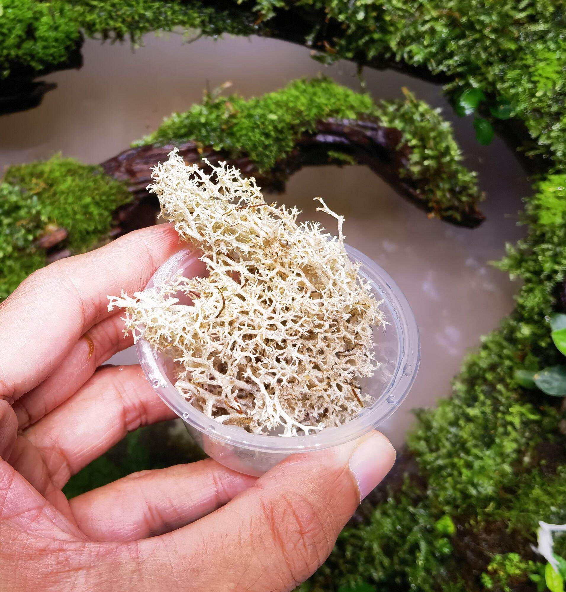 🔥Terrarium Moss🔥Reindeer Lichen Moss Terrarium / Paludarium