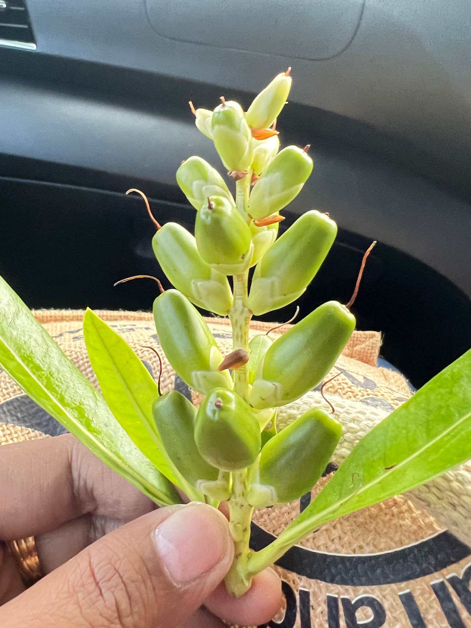 Buah Jeruju / Jemuju. 