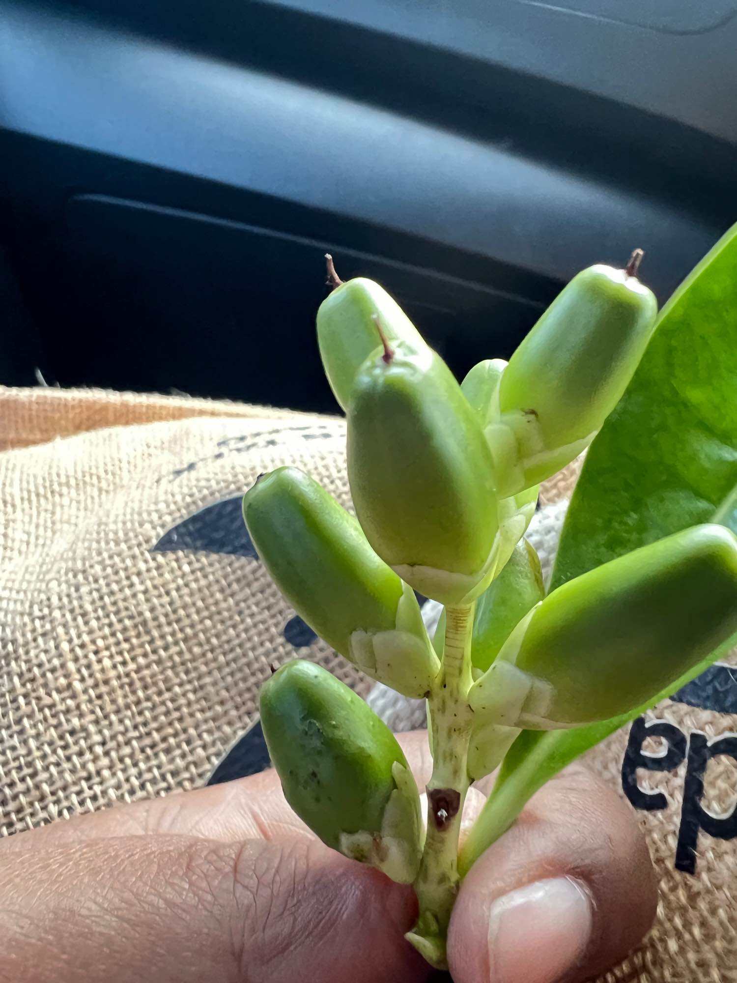 Buah Jeruju / Jemuju. 