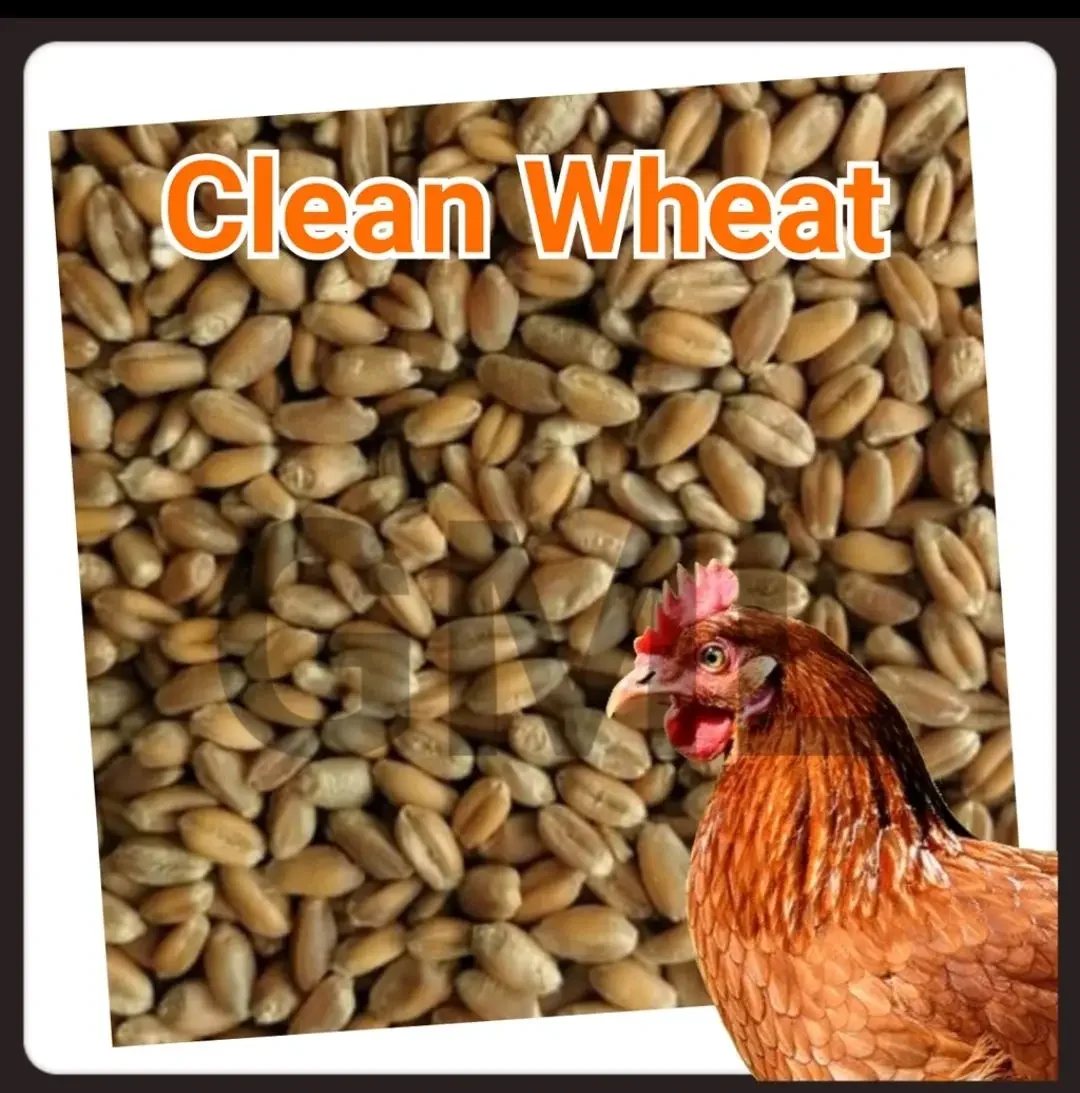 Biji Gandum Makanan Ayam 1kg | Chicken Wheat | Bird | Duck |