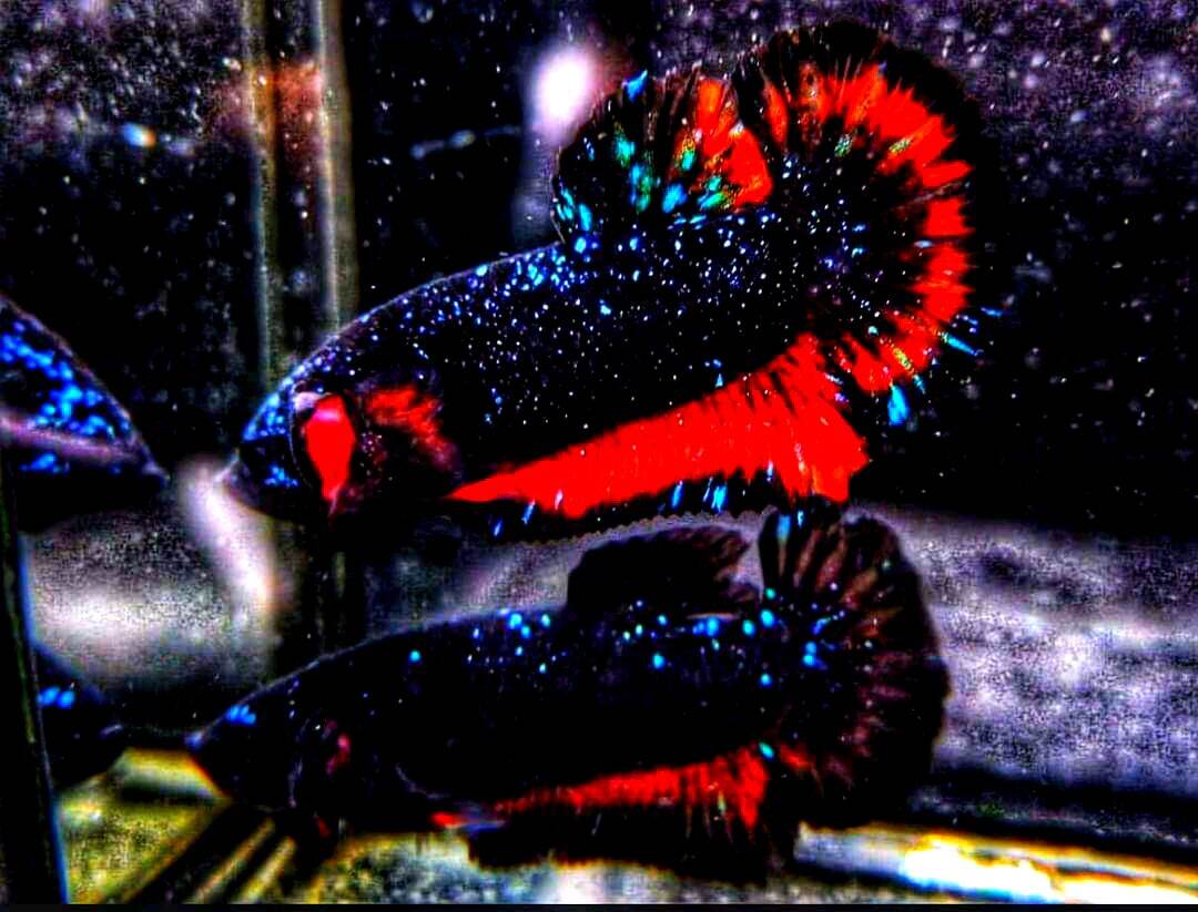 BETTA BLACK STAR NEBULA (CAN CHOOSE ) PREMIUM QUALITY ( RARE COLLECTION