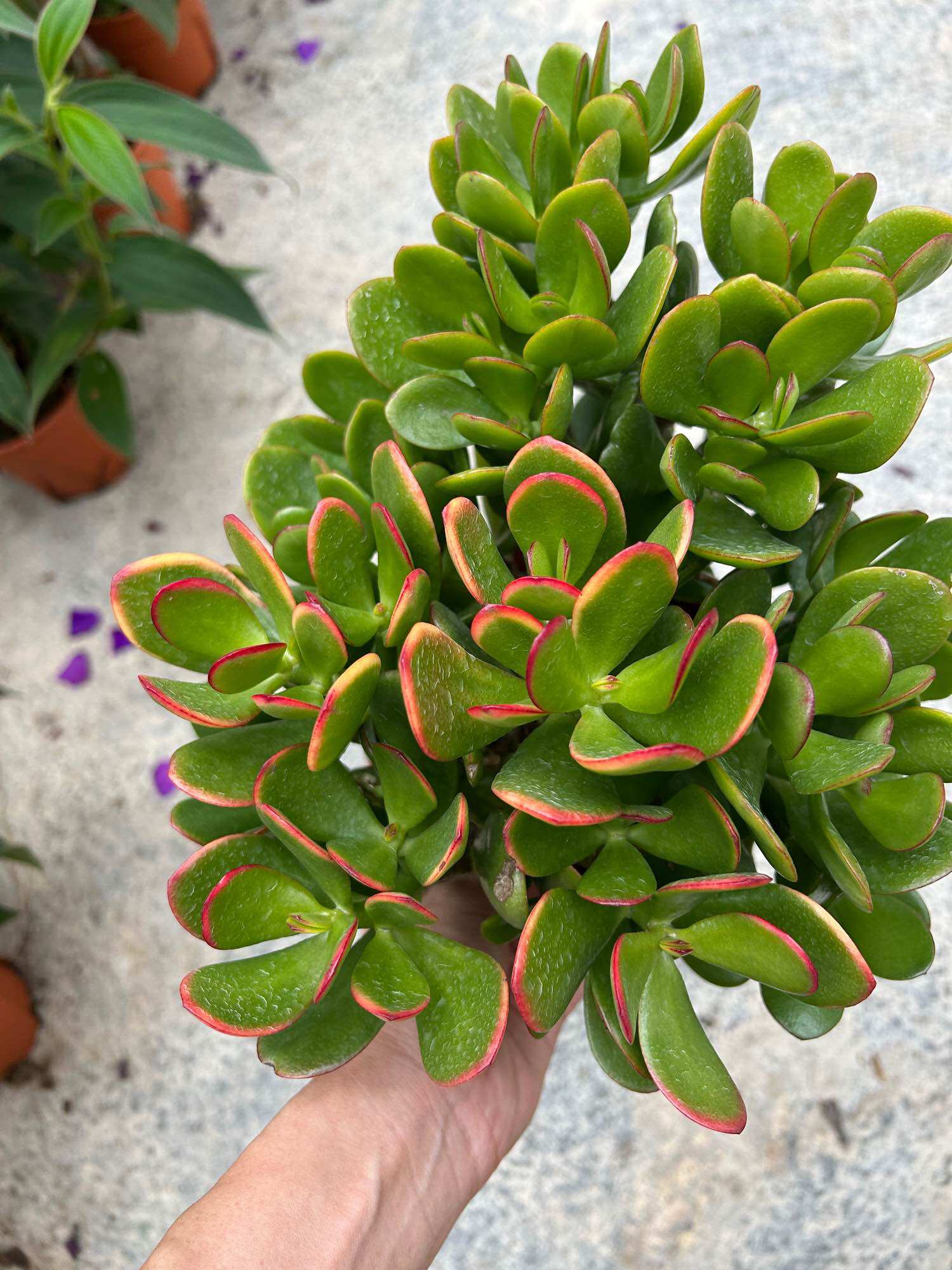 Echeveria 'Claudia' Rose Succulent 克罗地亚玫瑰多肉植物 | Lazada