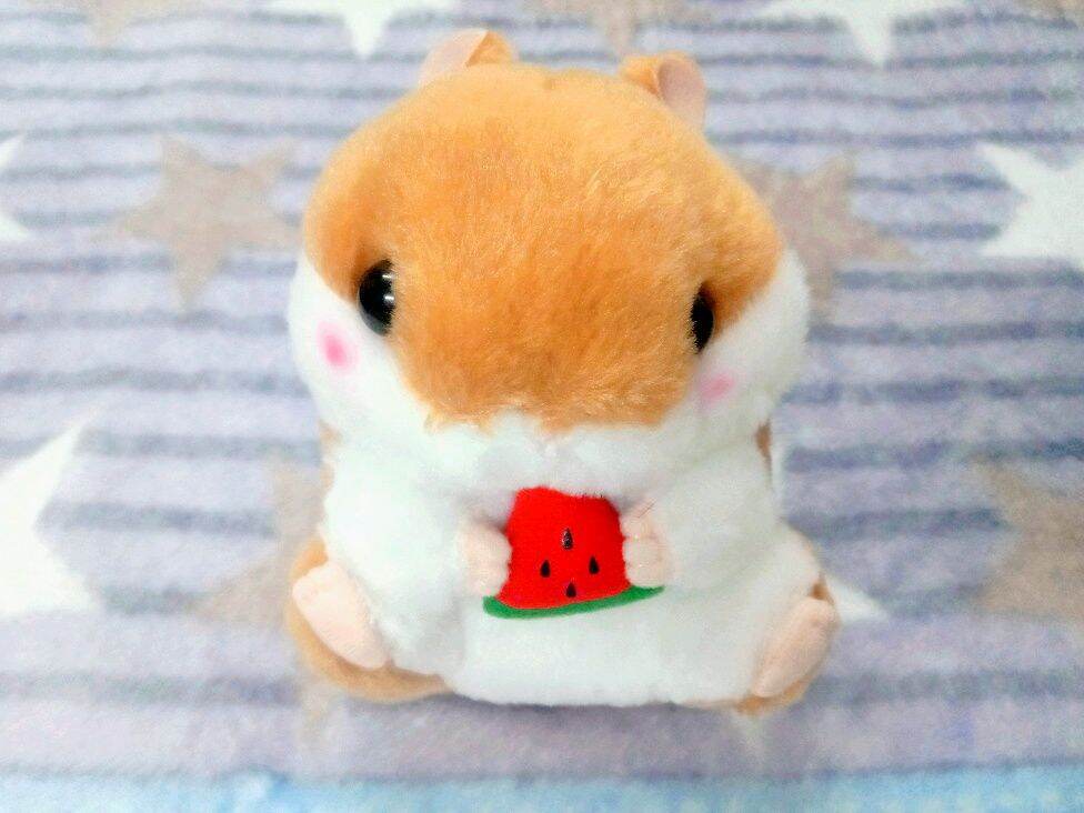 korohamu hamster