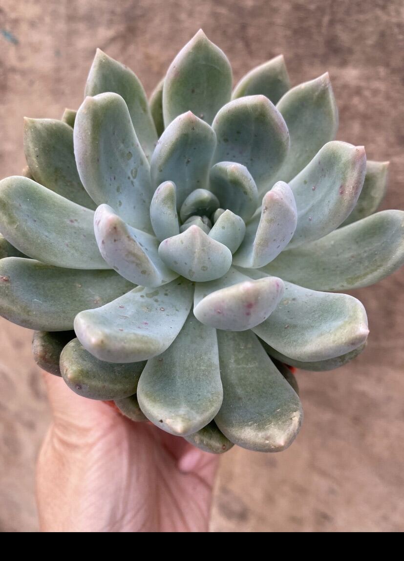 Ready stock Echeveria 85mm pot 星云 Echeveria 'Nebula' | Lazada