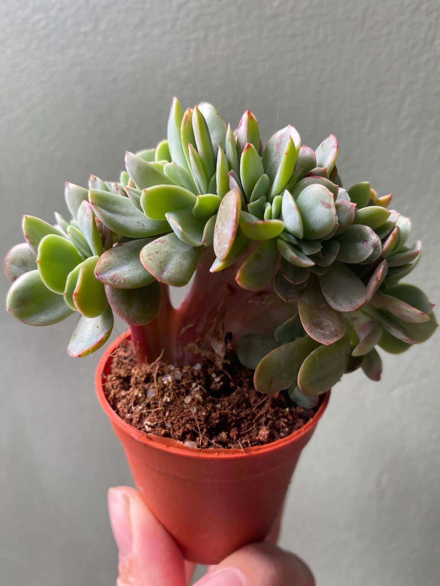 Echeveria Claudia Rose Succulent 克罗地亚玫瑰諁多肉植物Succulent