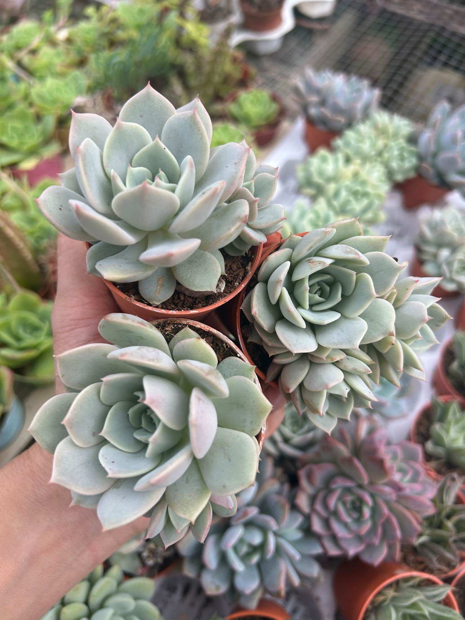 多肉植物 Echeveria 'Claudia' Rose錦 Echeveria 'Claudia' Rose錦