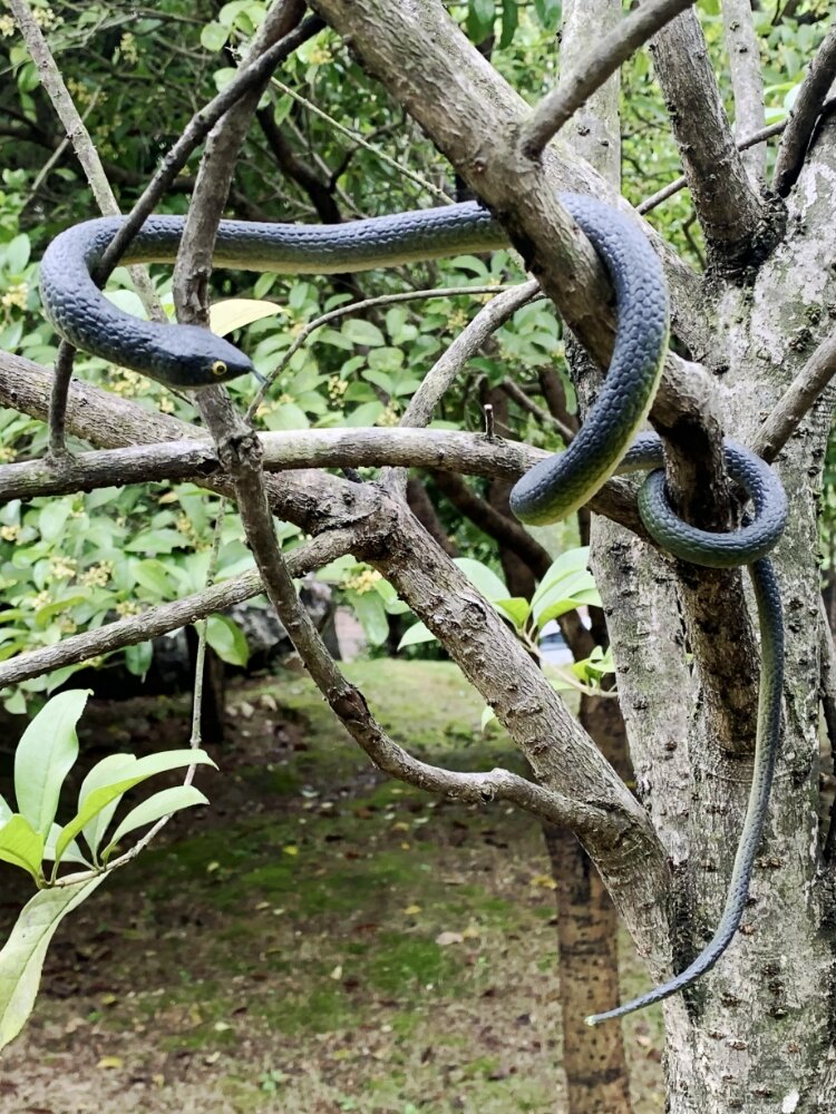 Scary Realistic Soft Rubber Snake Model Toy Fake Animal Decoration for Prank Children Play Dolls Life Size Cobra Python. 