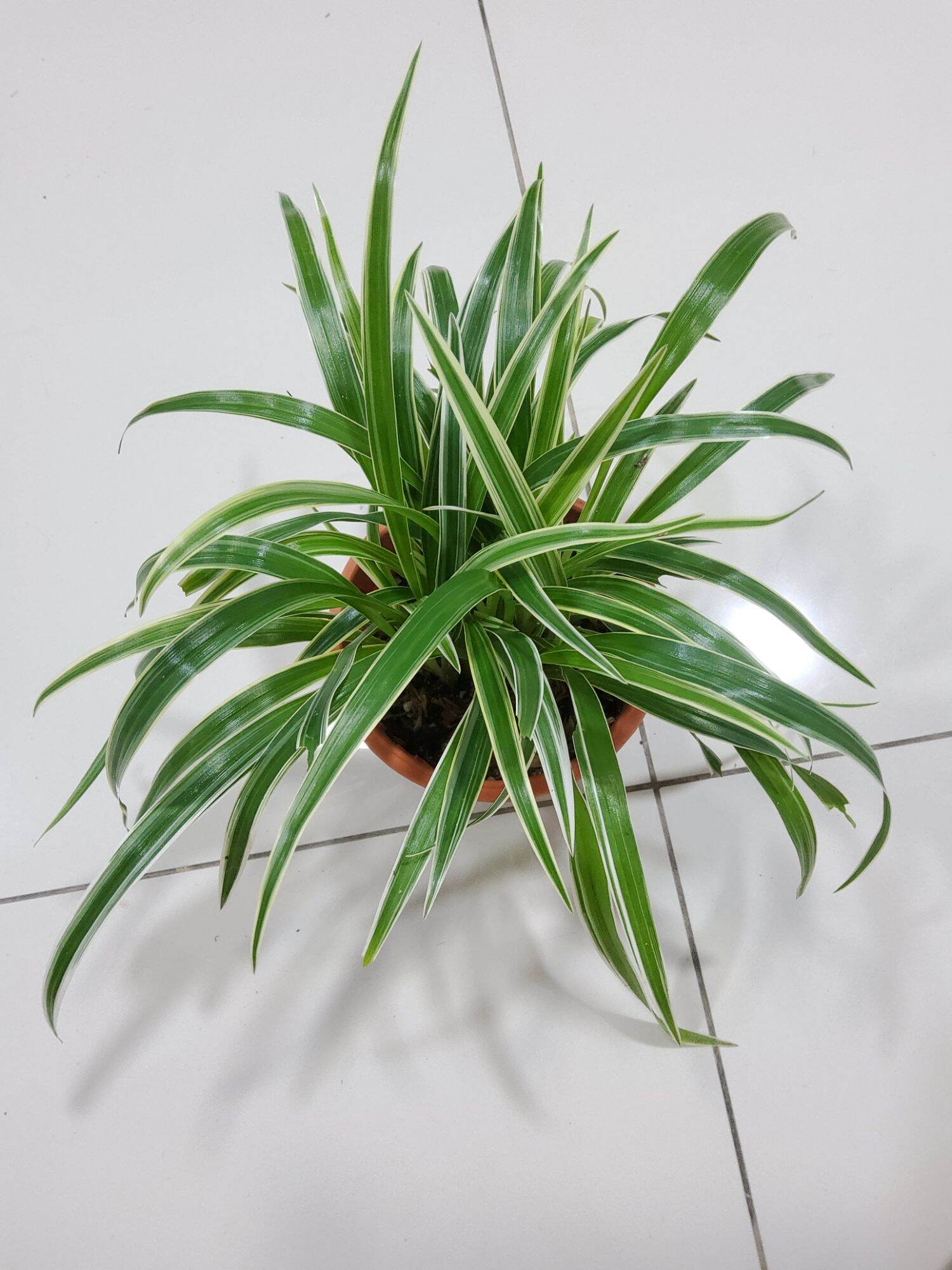 Pokok Labah-labah/Spider Plant #吊兰# Real live | Lazada