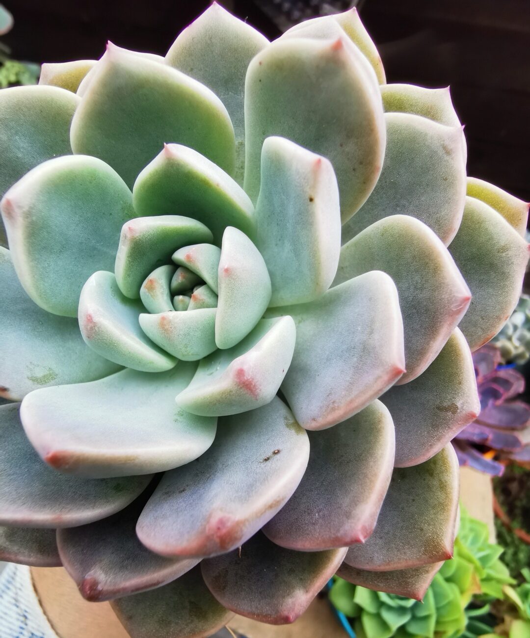 Echeveria 'Claudia' Rose Succulent 克罗地亚玫瑰多肉植物| Lazada