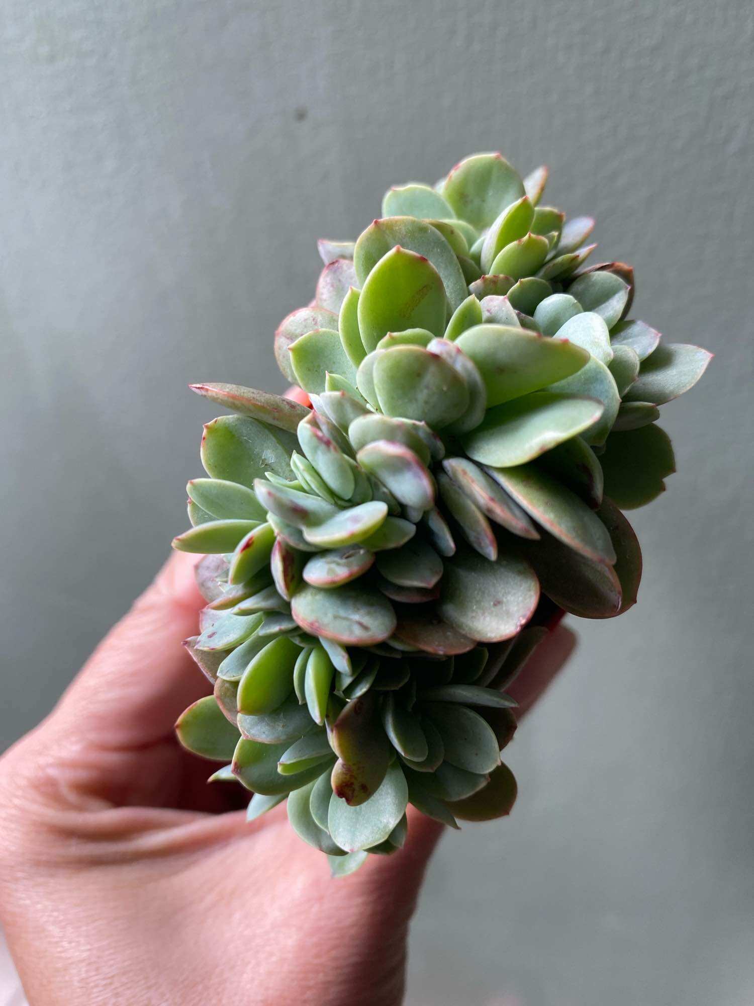 Echeveria Claudia Rose Succulent 克罗地亚玫瑰諁多肉植物Succulent