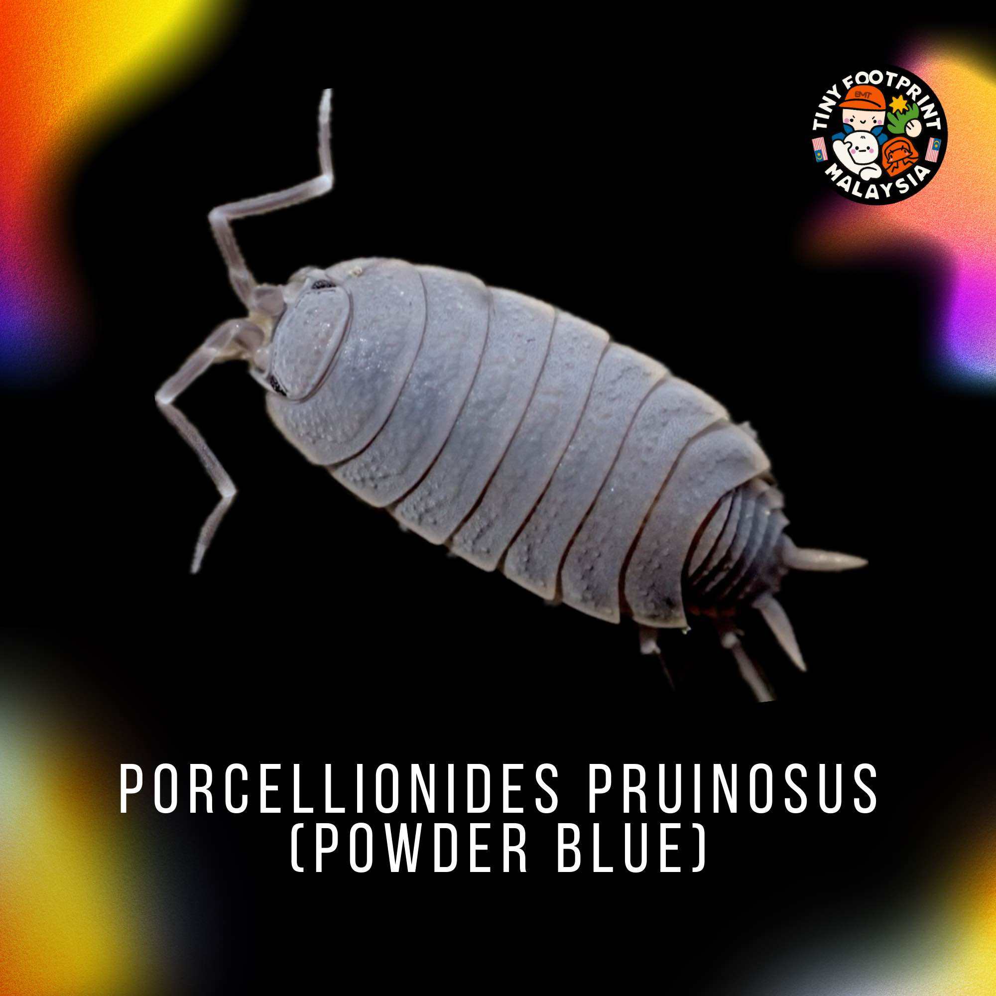 Freeze Dried Shrimp ZHIYANG Antarctic Krill 🦐✨ Lazada