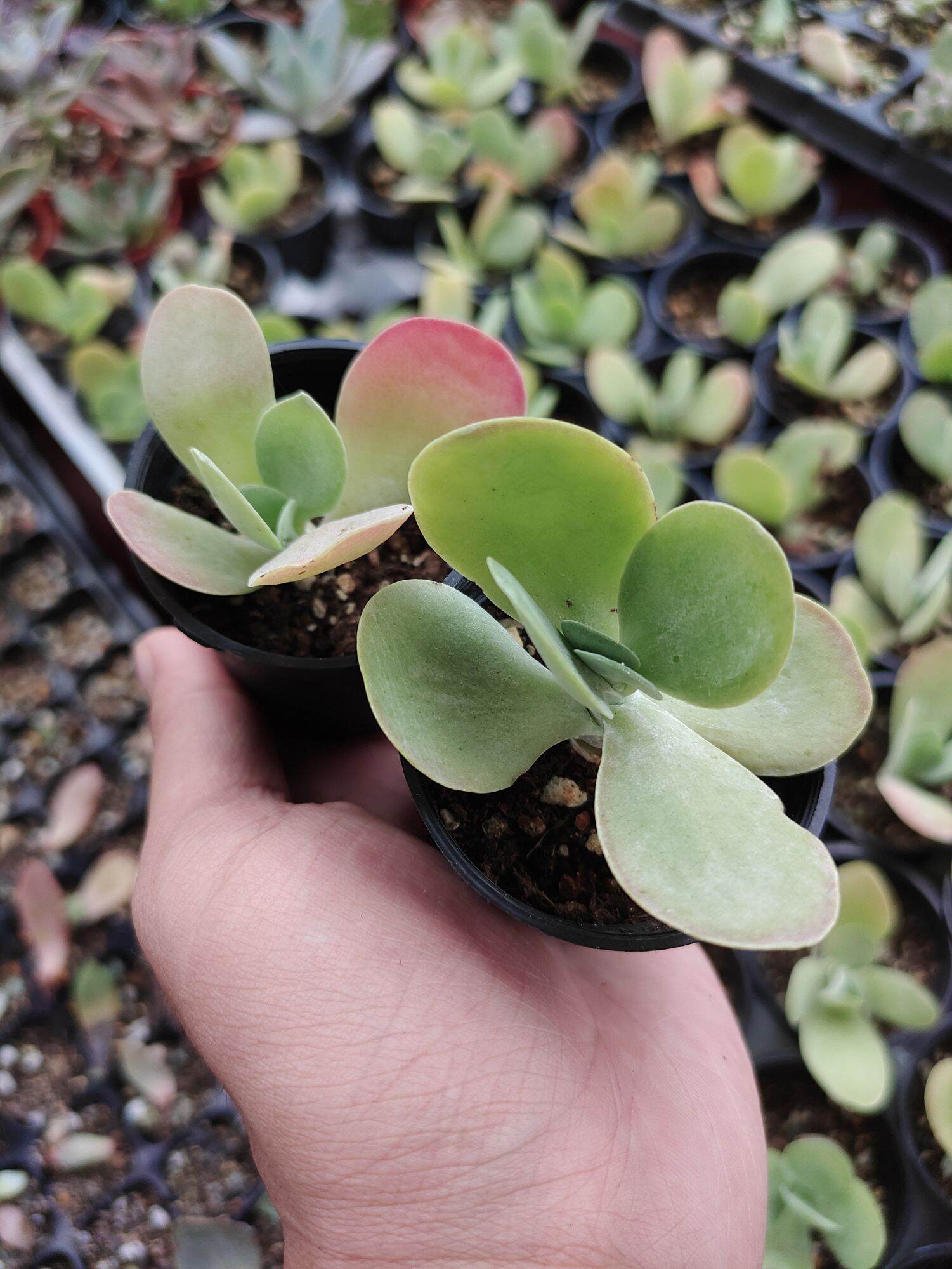 万宝龙（红东云） Echeveria 'Mont Blanc' - 多肉植物Succulent Plants