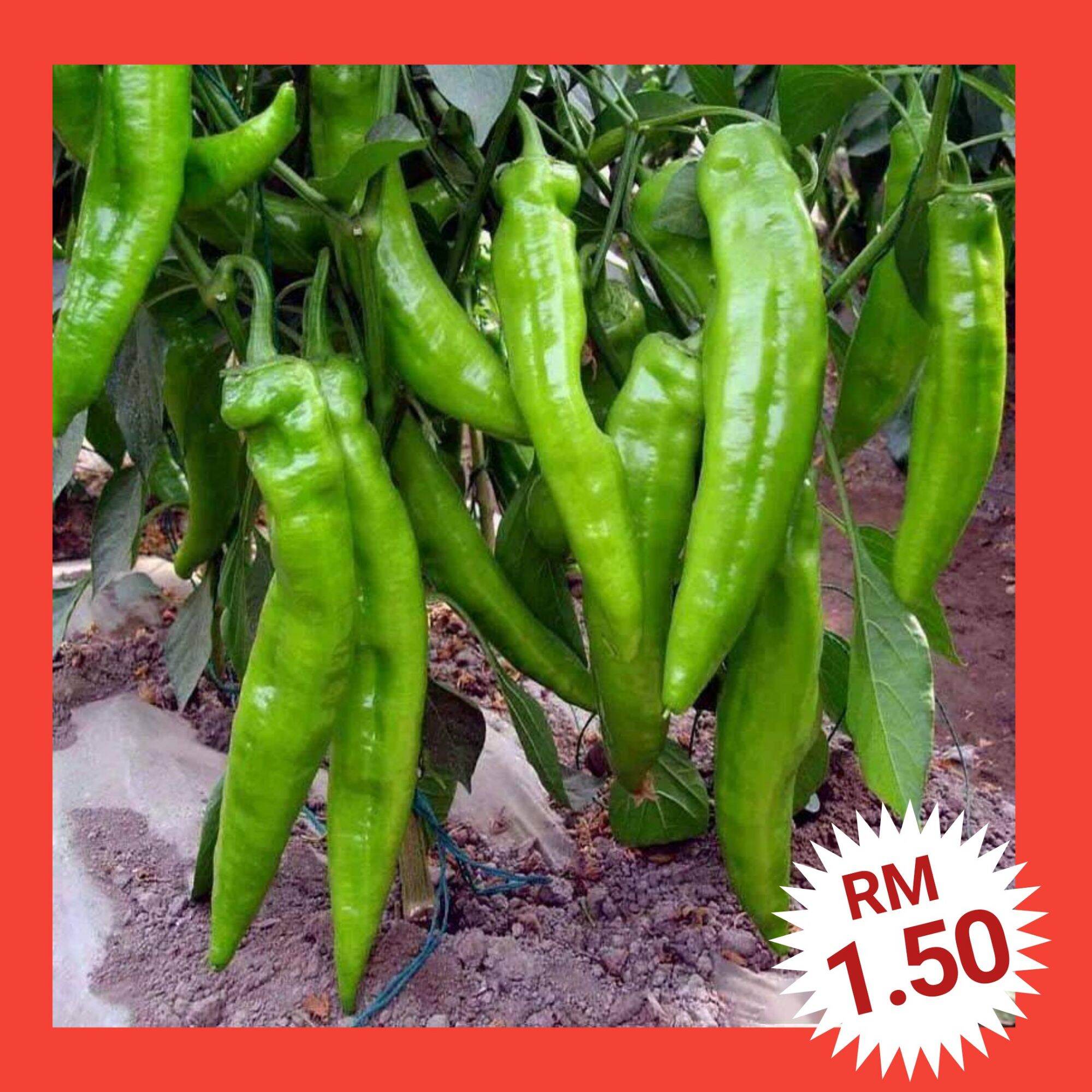 C1 Biji Benih Lada Cili Besar 80ps Big Horn Pepper Seeds 大牛角椒种子