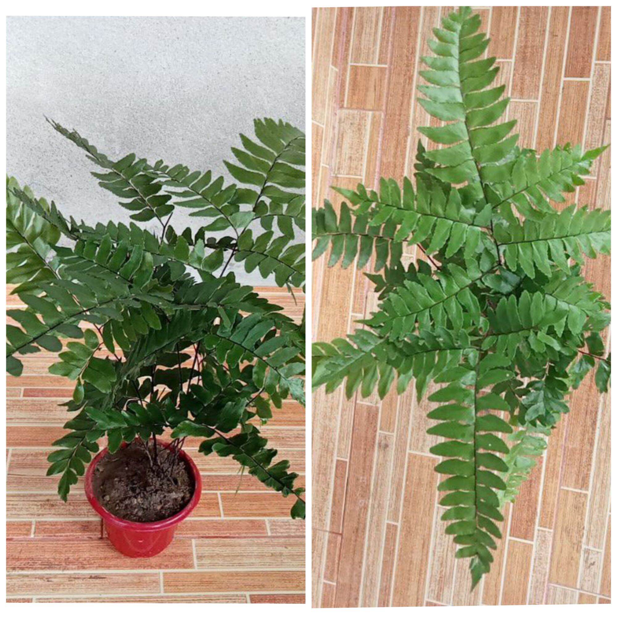 Beli Pokok Paku Pakis Hiasan Pada Harga Terendah Lazada Com My