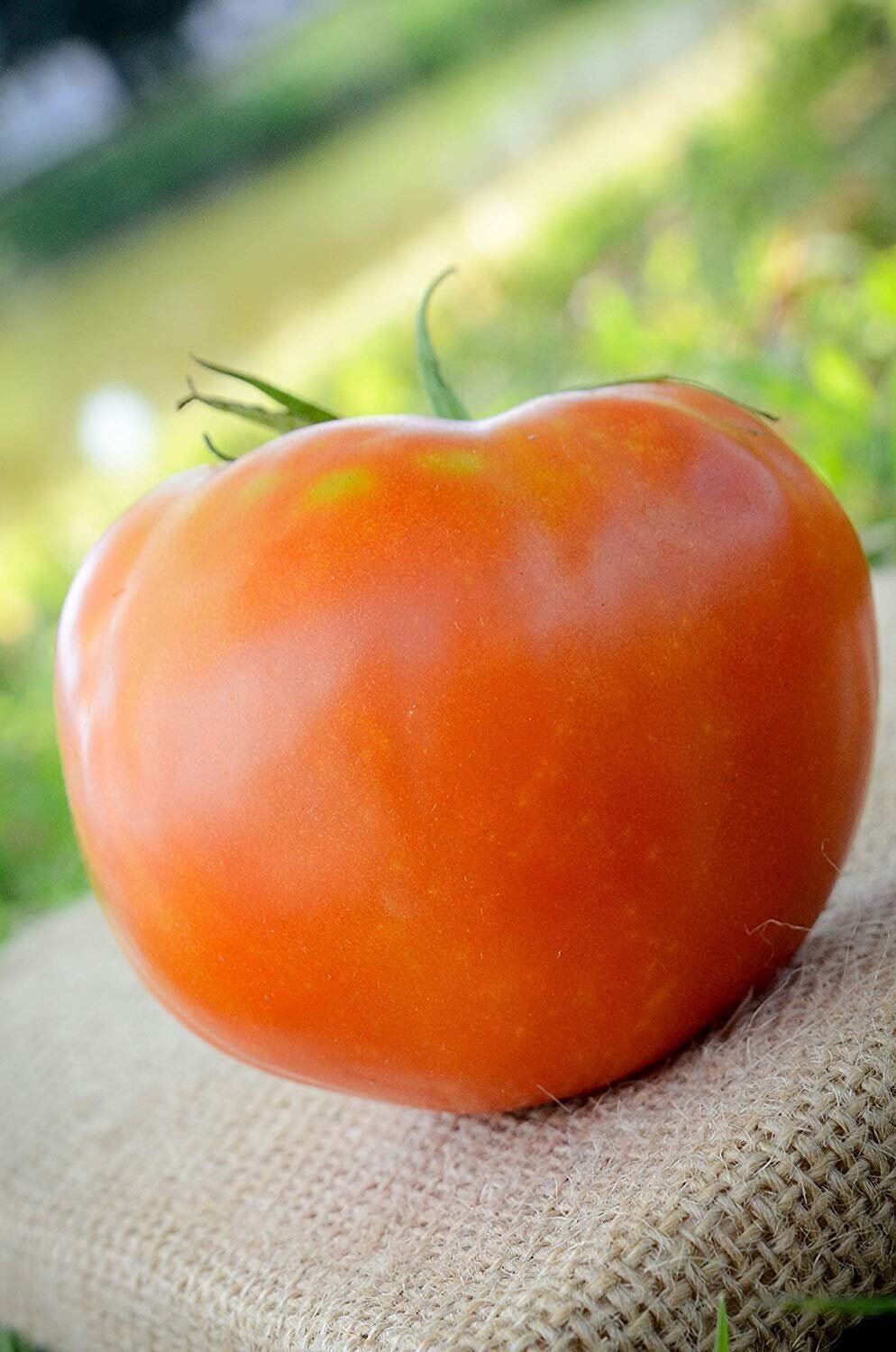 Tomatoes Buy Tomatoes At Best Price In Malaysia Www Lazada Com My Tomatoes Buy Tomatoes At Best Price In Malaysia Www Lazada Com My