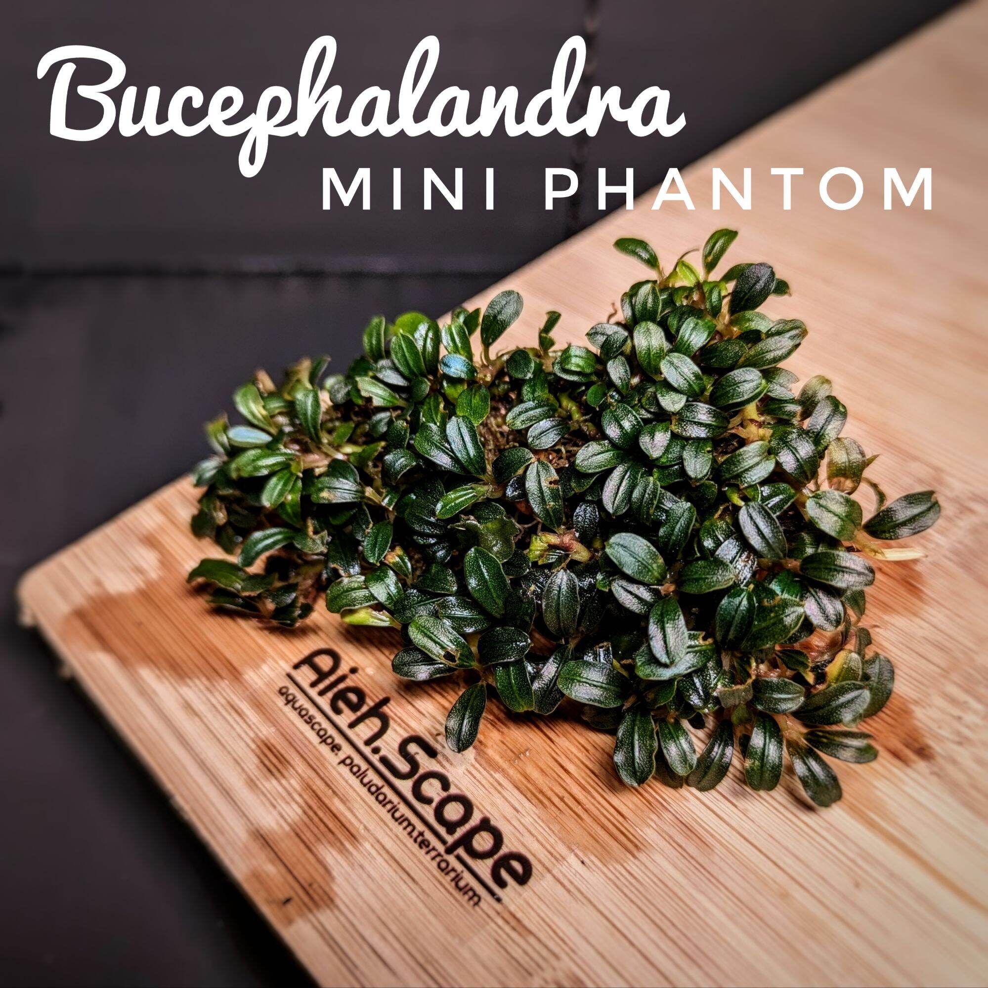 Bucephalandra .sp mini phantom Bucephalandra sp. Mini Phantom ADA Dooa
