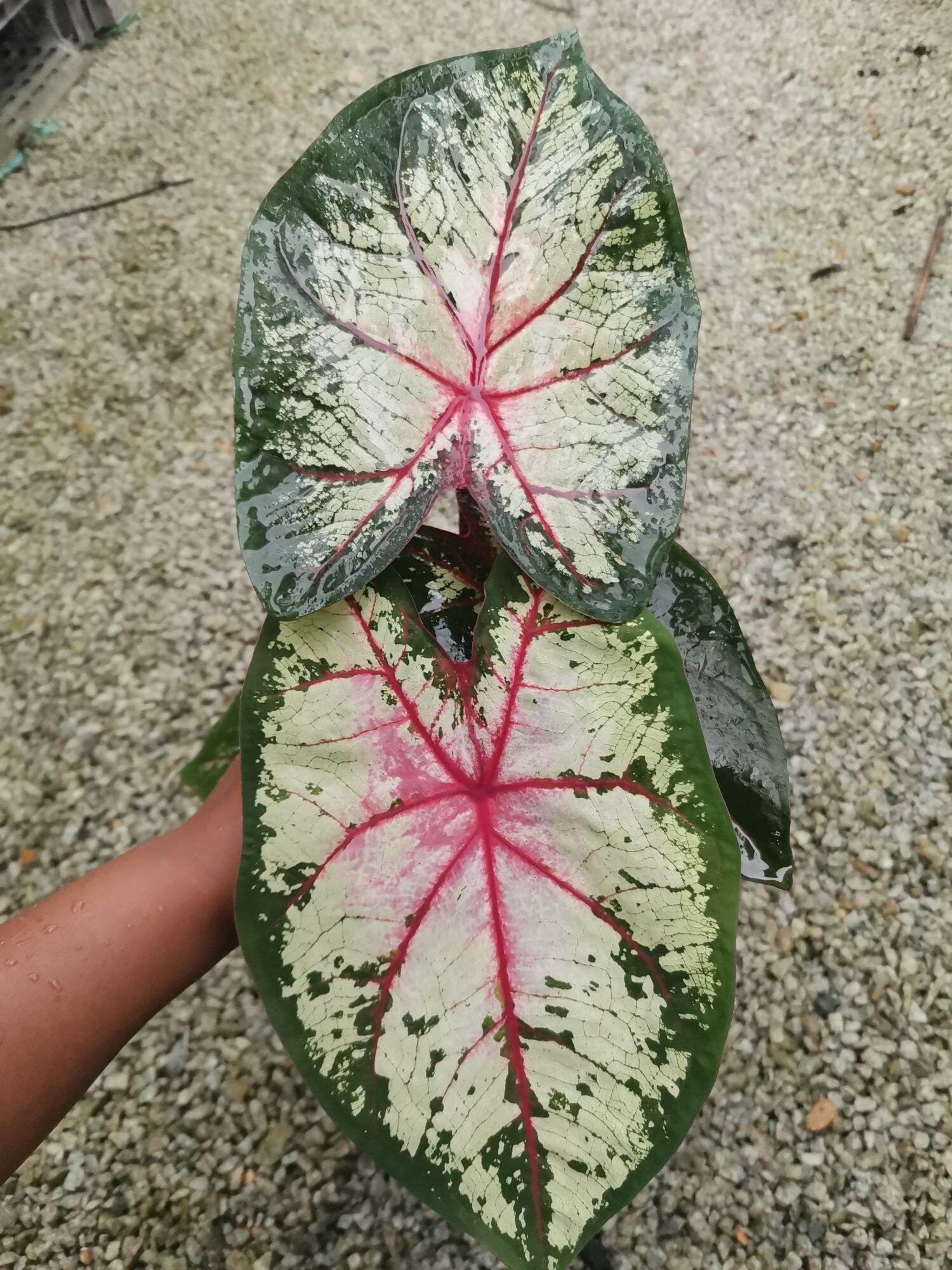 Caladium Cherry Blossom /Keladi/Ready stock | Lazada
