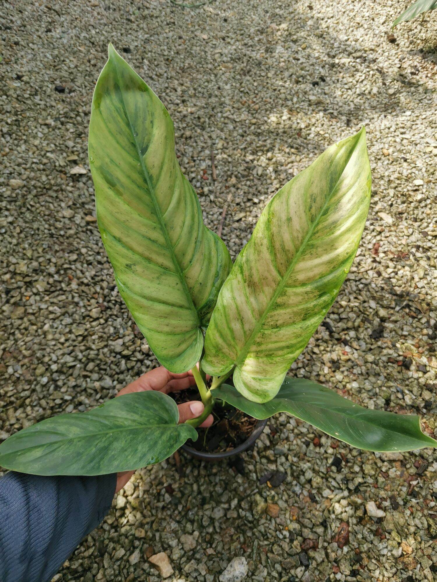 Philodendron Subhastatum Variegated /Ready stock  Indoor Plants Seeds -  Lazada | Lazada