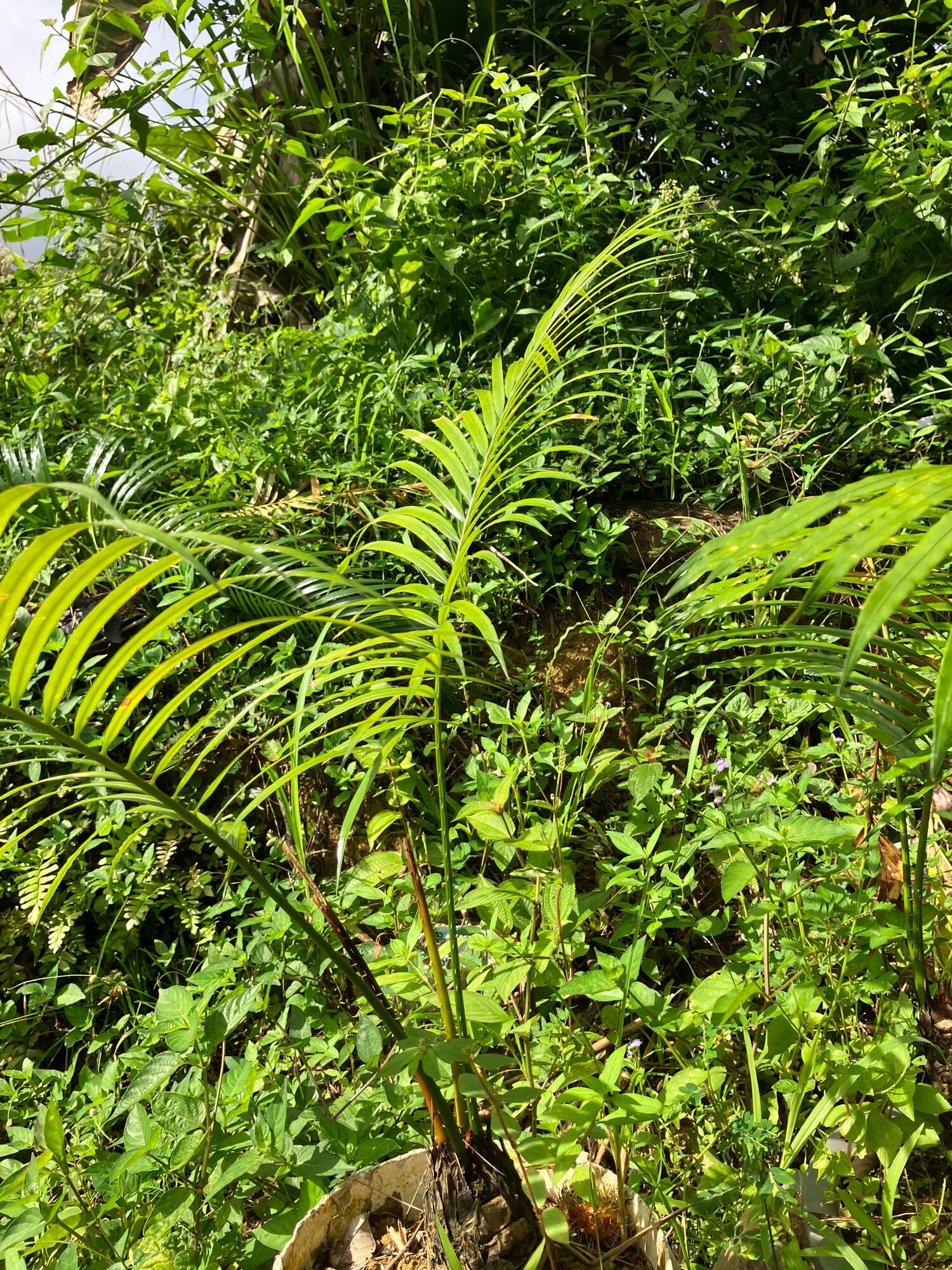 Pokok Paku Aji Bukit Lazada