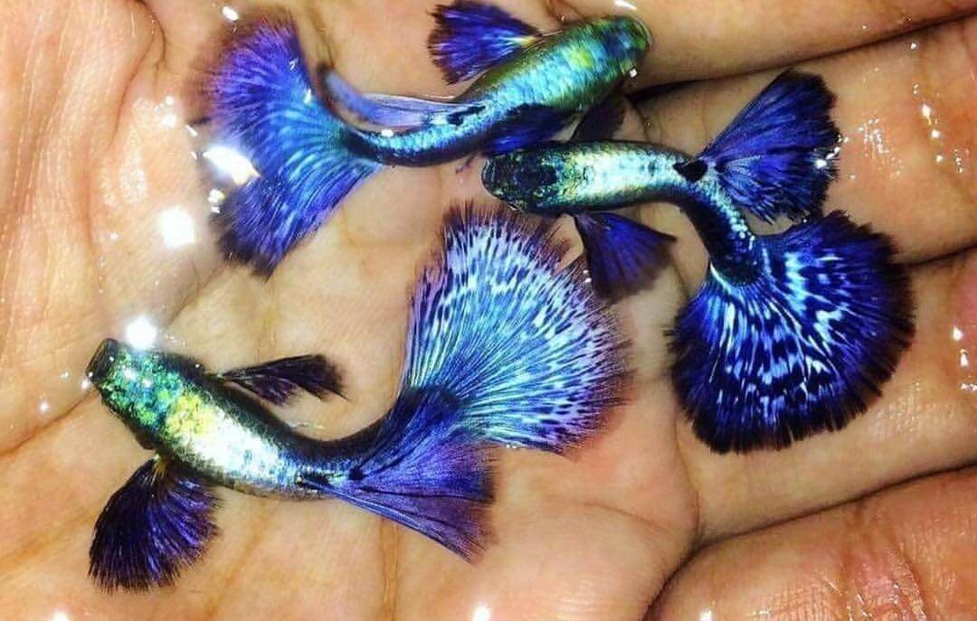 Blue Dumbo Guppy/Ornamental fish/Freshwater/Readystock | Lazada