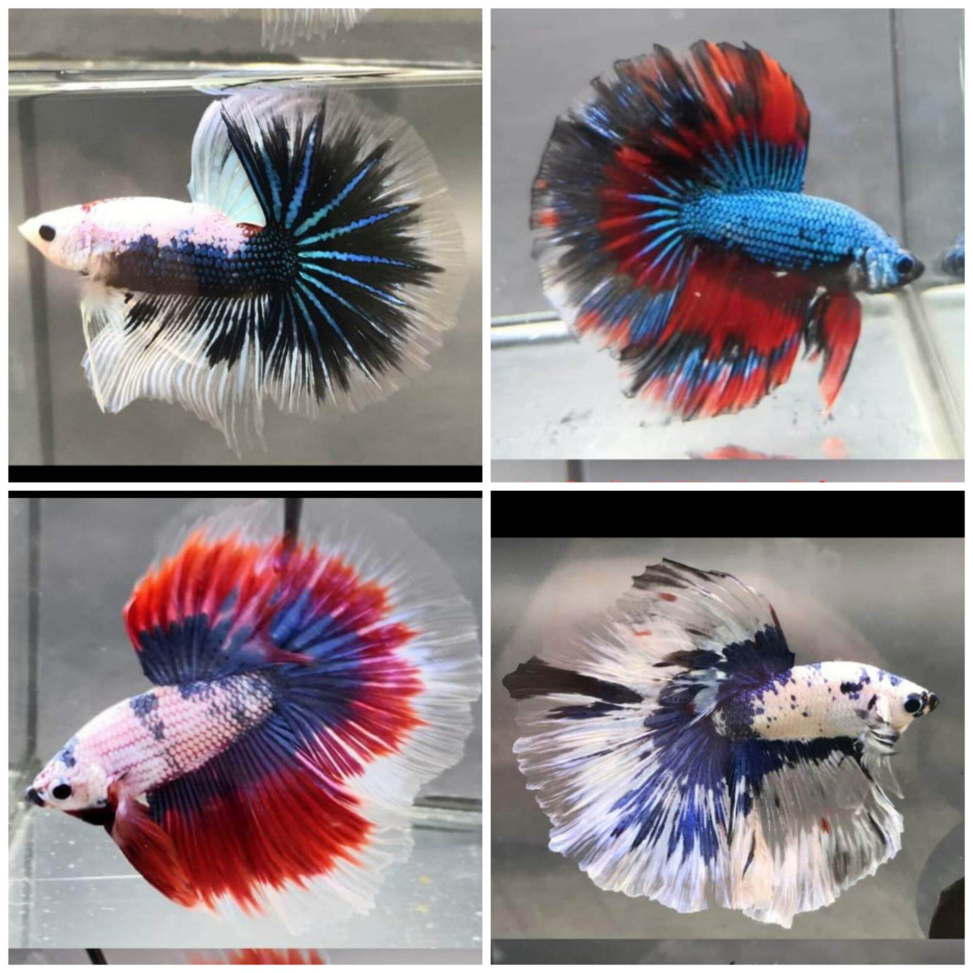 BETTA HALFMOON RANDOM HM FANCY MARBLE BI COLOUR BUTTERFLY SOLID PATTERN RANDOM PICK LONG FIN Lazada