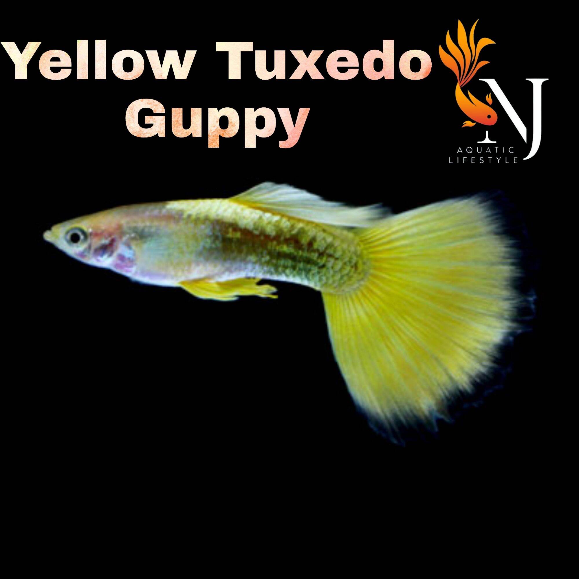 yellow tuxedo guppy fish