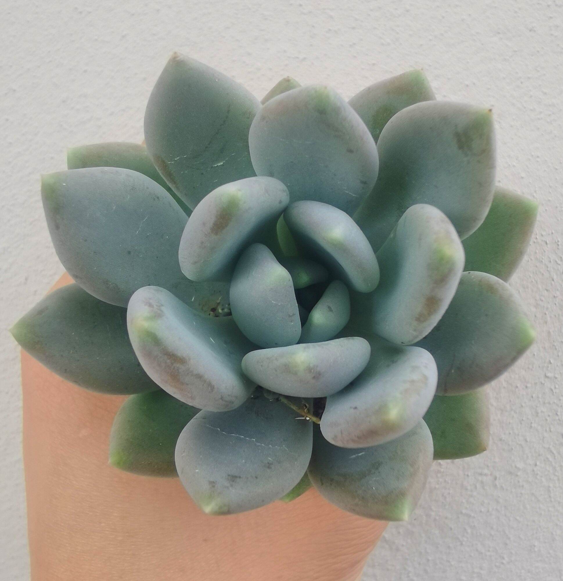 Echeveria Madiba Succulent 3cm Without Pot 马帝巴/ 饺子皮