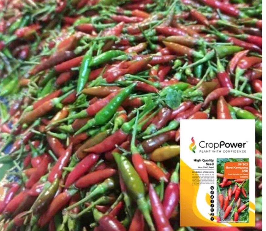 Pelbagai Biji Benih Cili Padi Cili Burung Seeds Chilies Seed Lada Cili